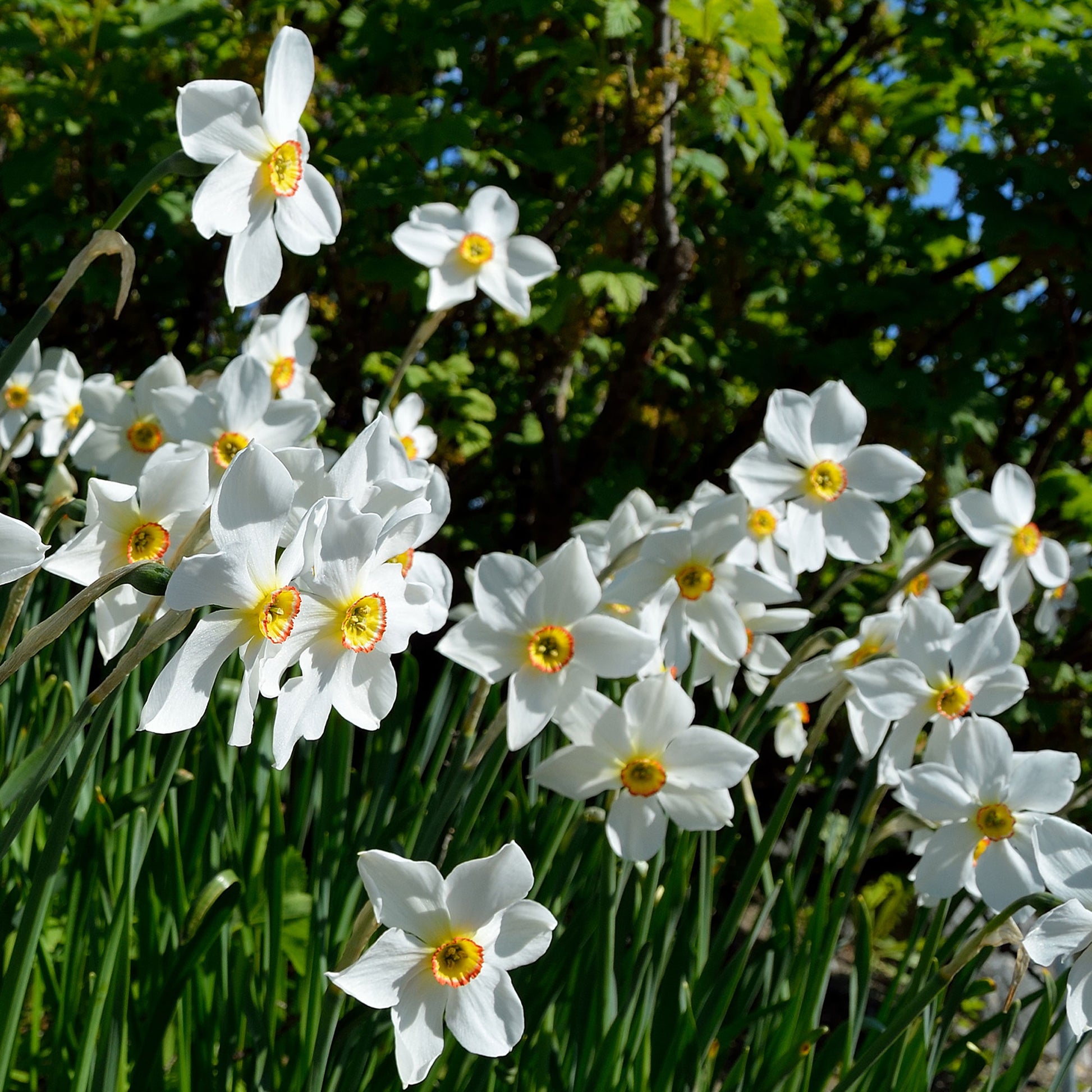 Narcissus poeticus Actea - Narzisse Poeticus 'Actea' (x10) - Narzissen-Zwiebeln