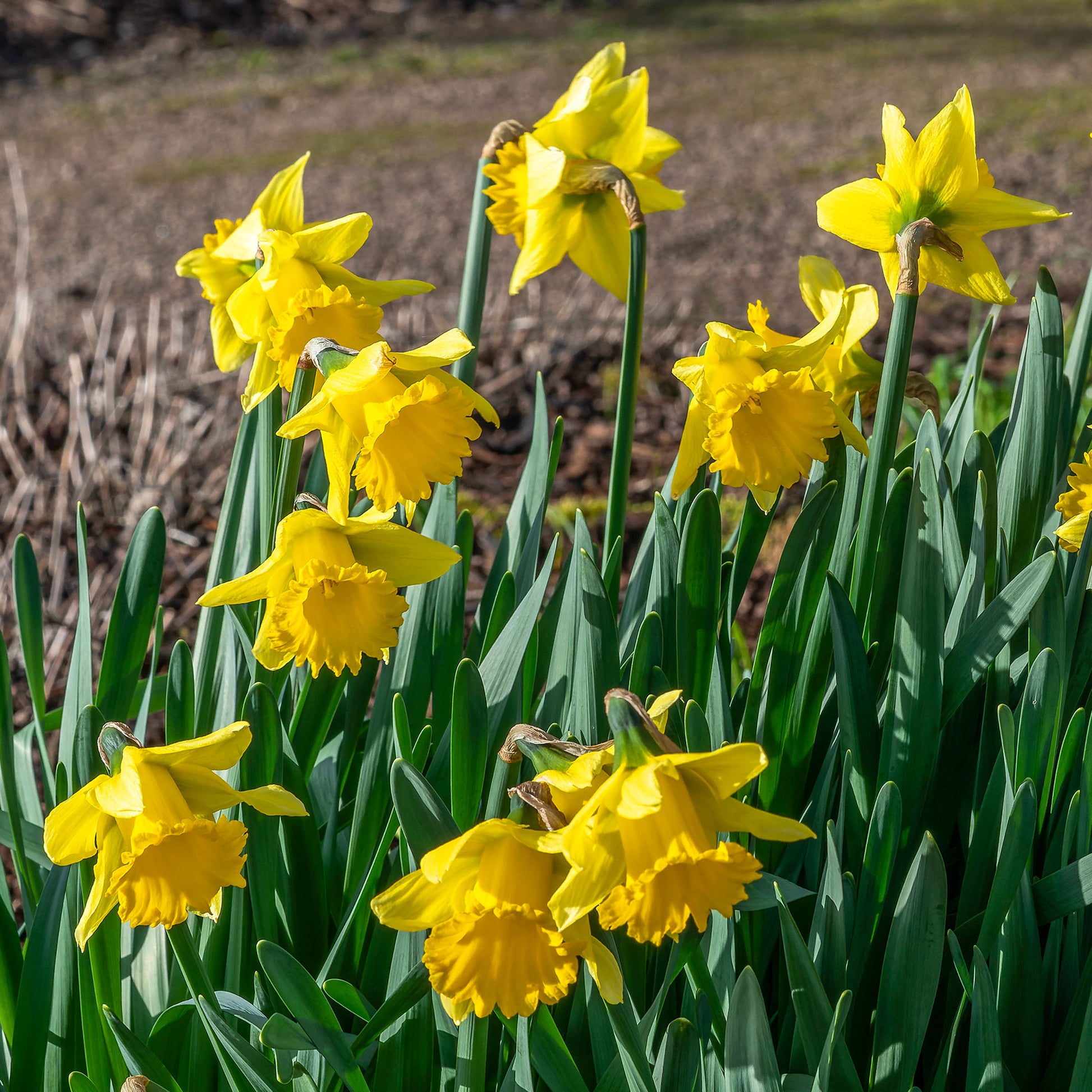 Narzisse ‘Rijnveld Early Sensation’ (x10) - Narcissus Rijnveld's Early Sensation - Bakker