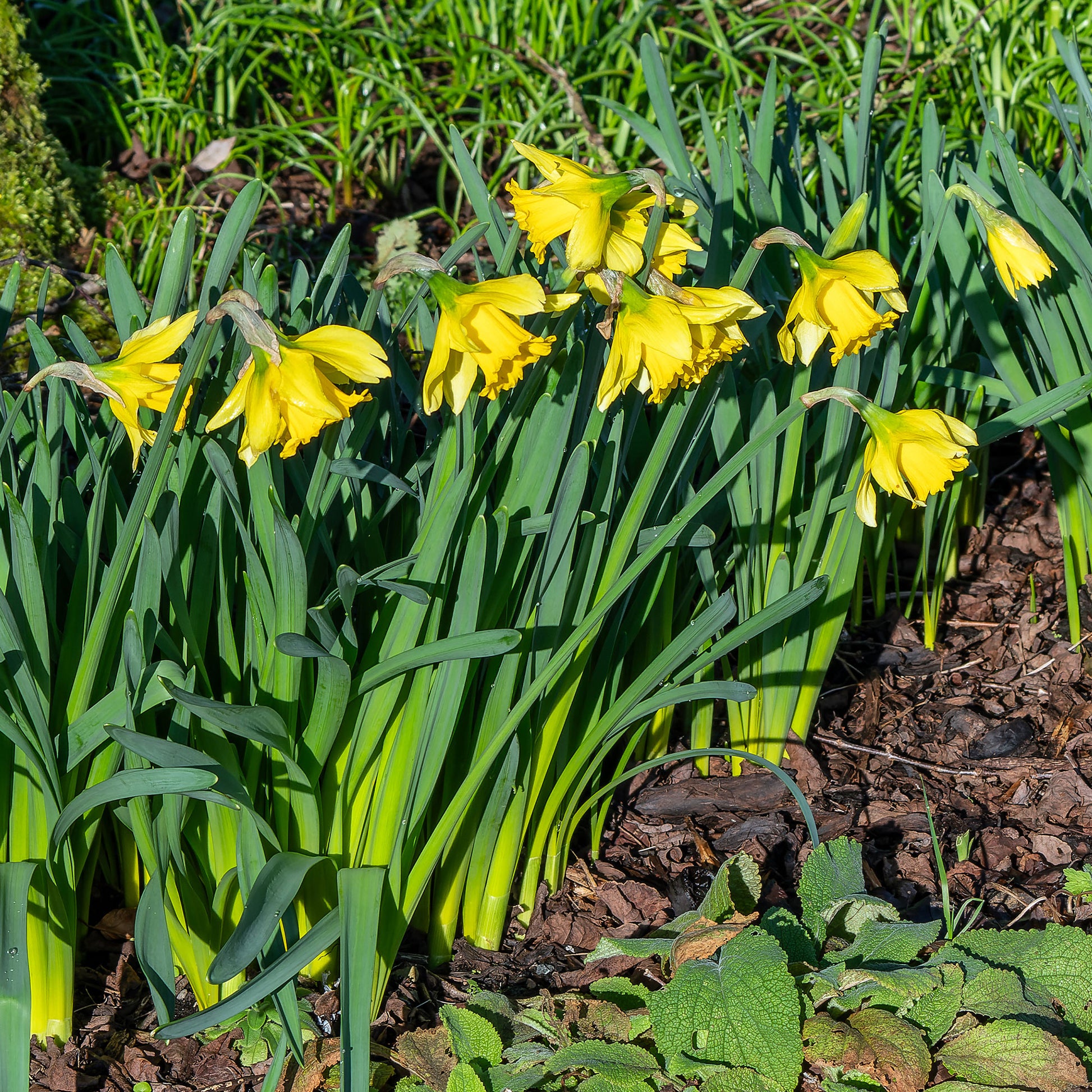 Narcissus Rijnveld's Early Sensation - Narzisse ‘Rijnveld Early Sensation’ (x10) - Narzissen-Zwiebeln