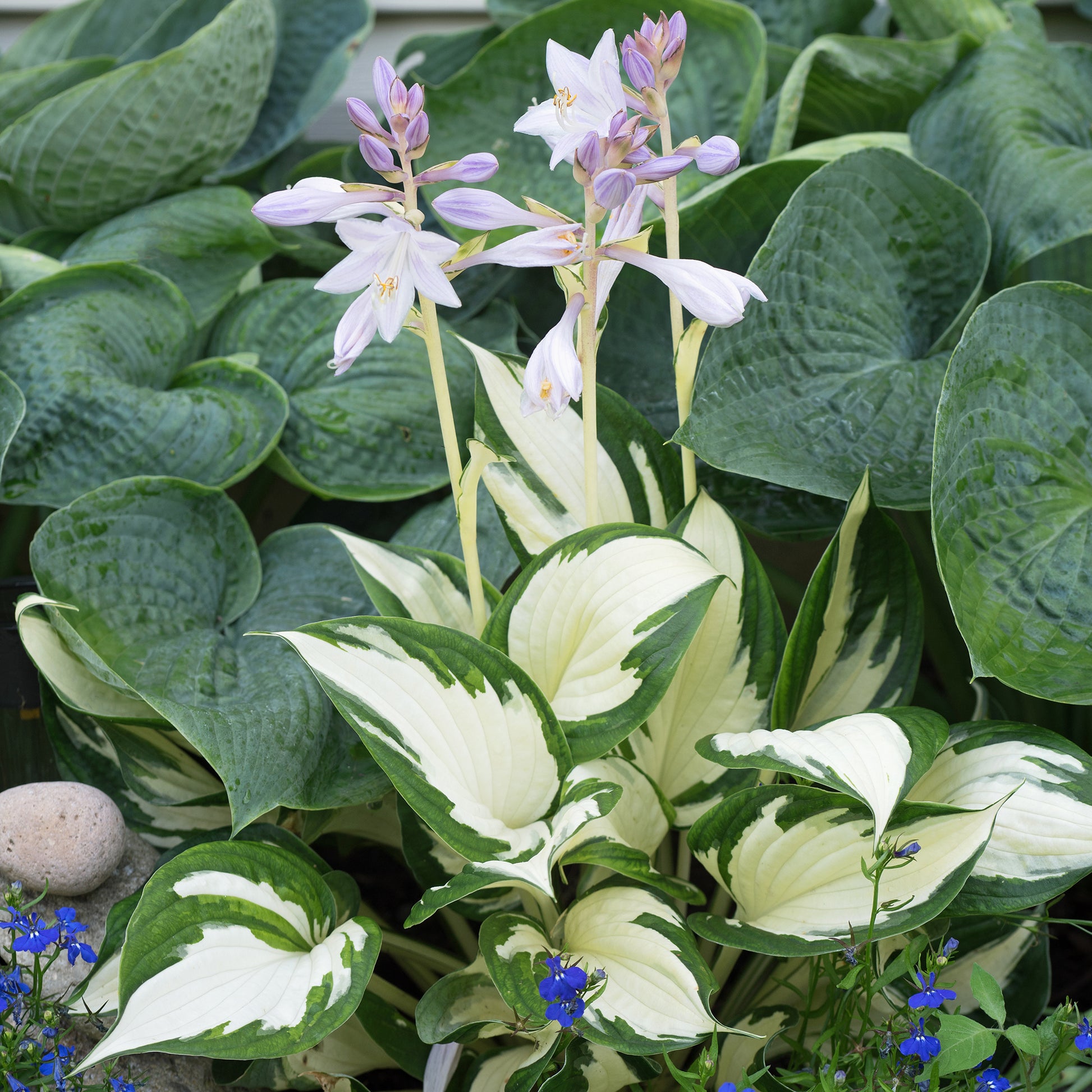 Funkie ‘Fire and Ice’ - Hosta Fire and Ice - Bakker