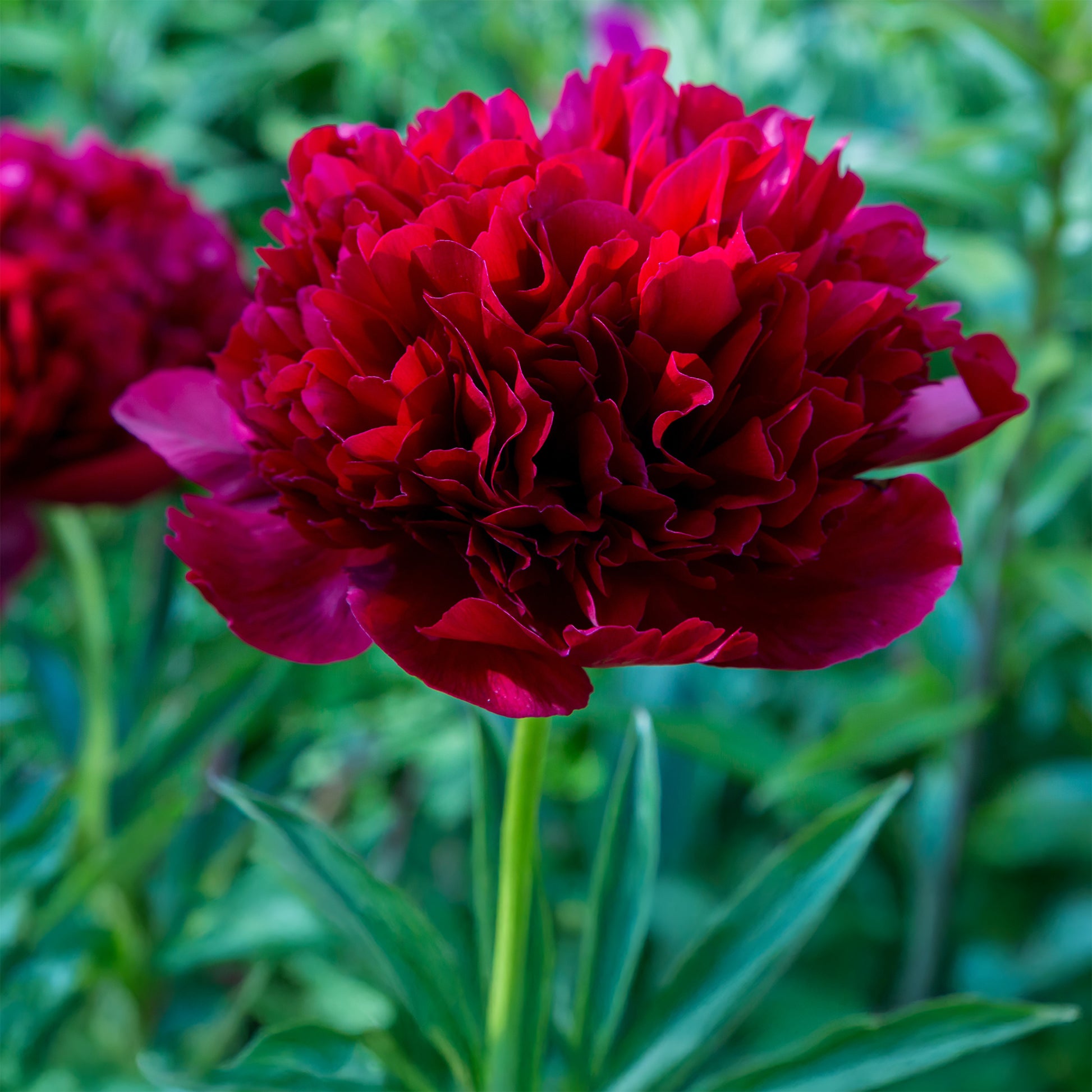 Verkauf Pfingstrose Red Charm - Paeonia lactiflora x Red Charm