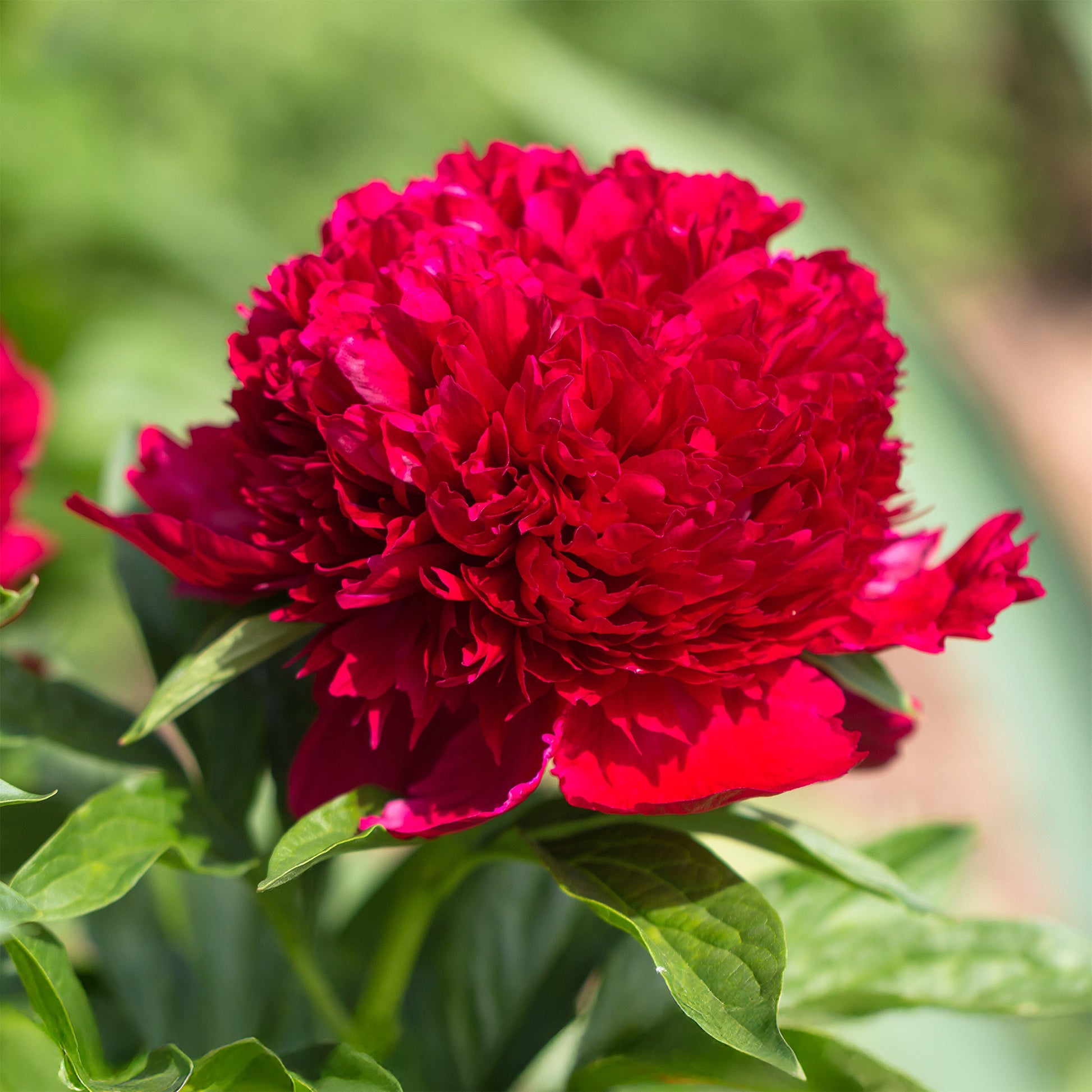 Pfingstrose Red Charm - Paeonia lactiflora x Red Charm - Bakker