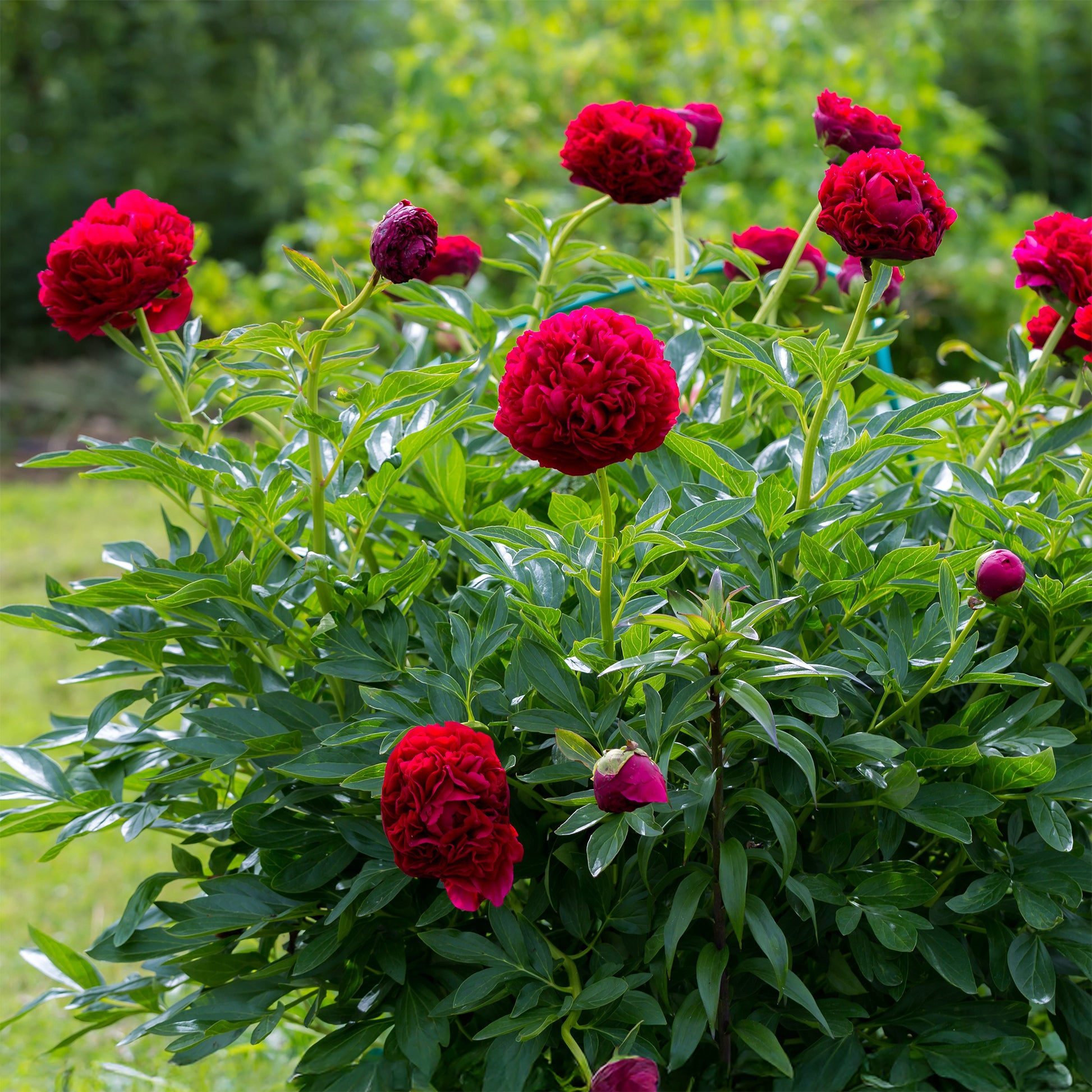 Pfingstrosen - Pfingstrose Red Charm - Paeonia lactiflora x Red Charm
