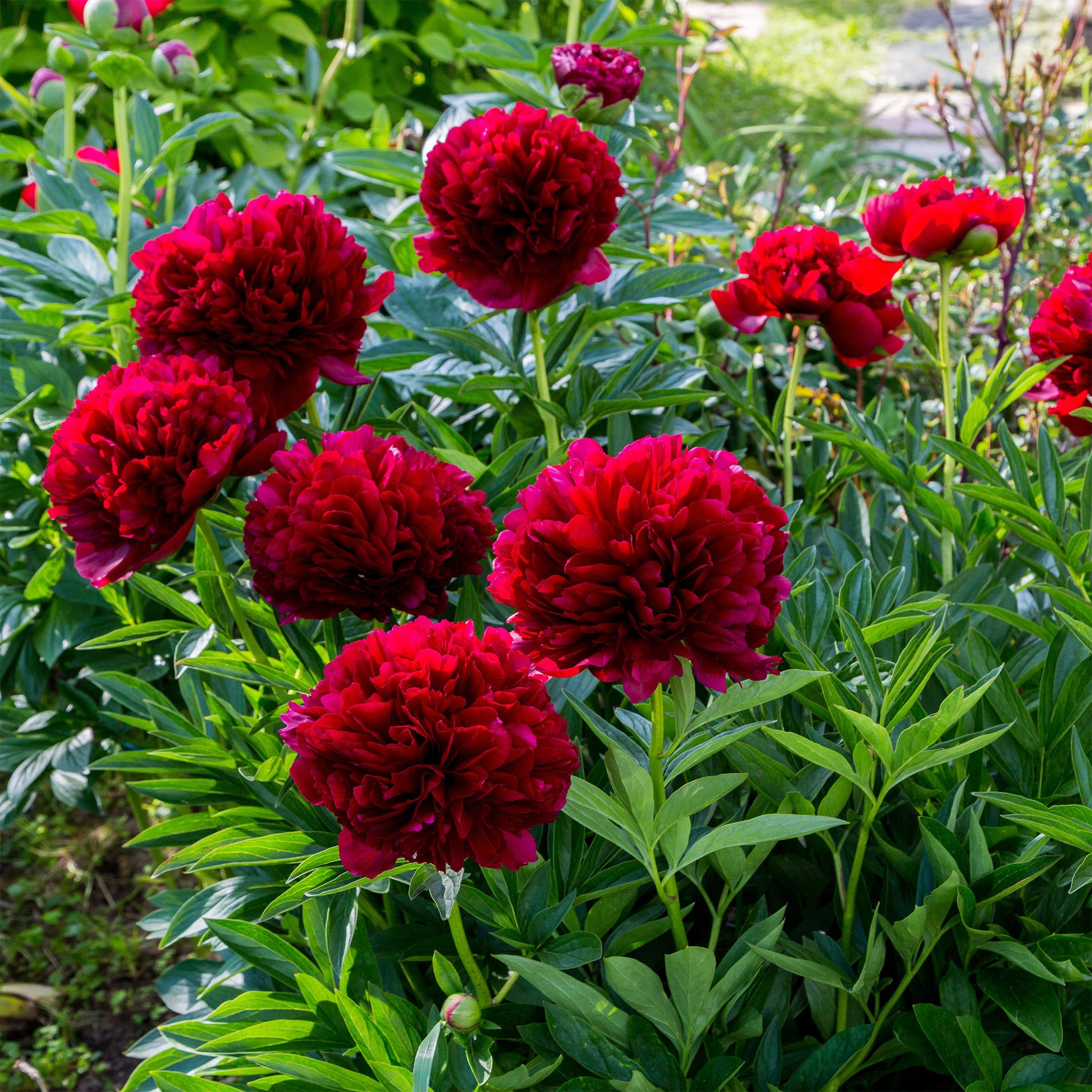 Paeonia lactiflora x Red Charm - Pfingstrose Red Charm - Pfingstrosen