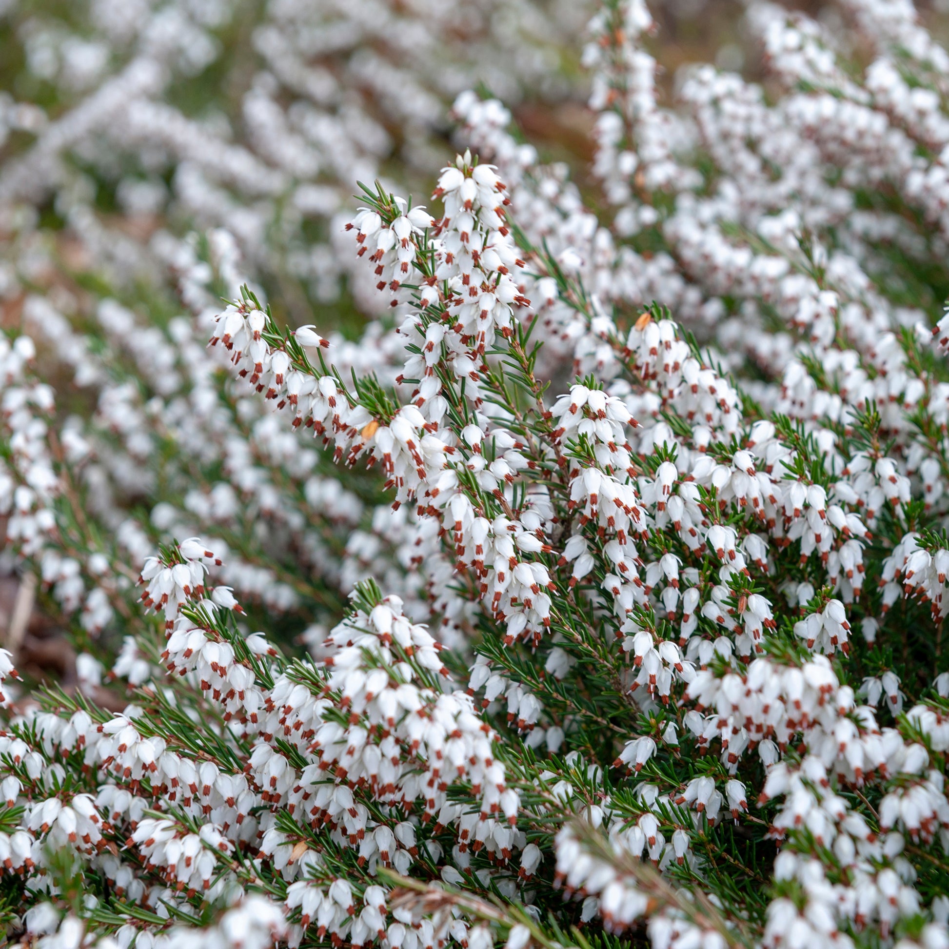 Weiße Winterheide (x3) - Erica carnea - Bakker