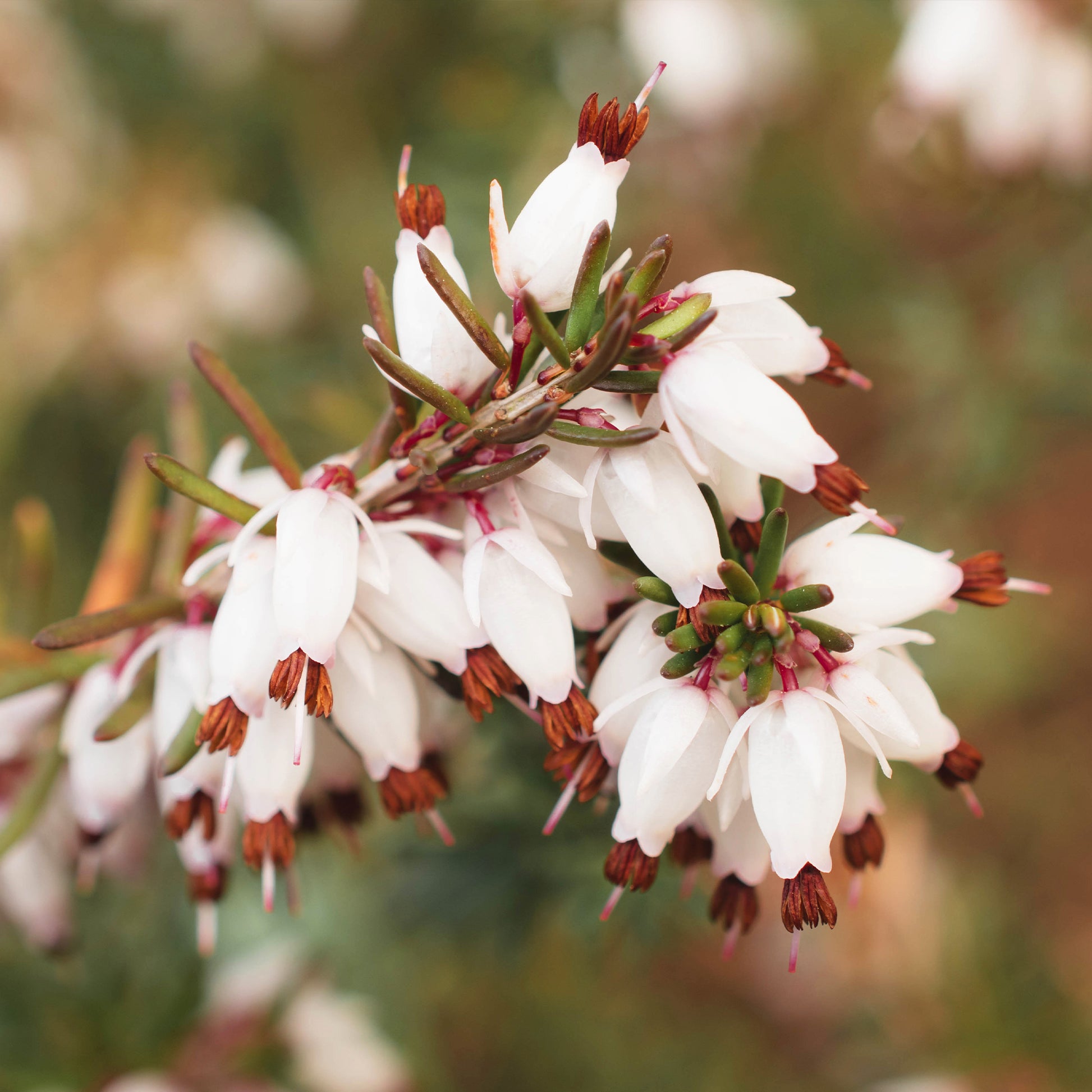 Erica carnea - Weiße Winterheide (x3) - Blühende Stauden