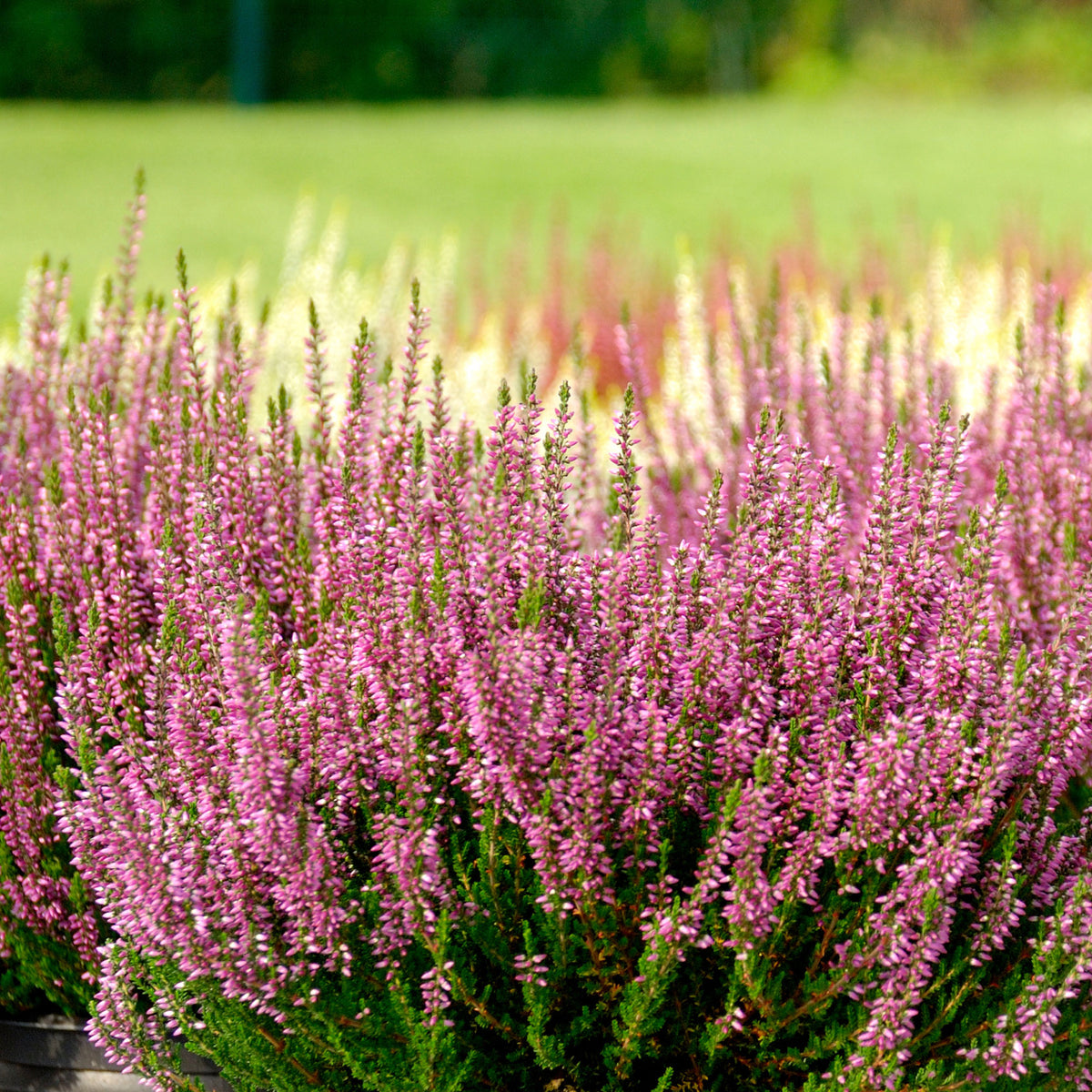 Sommerheide rosa, grünlaubig (x3) - Bakker