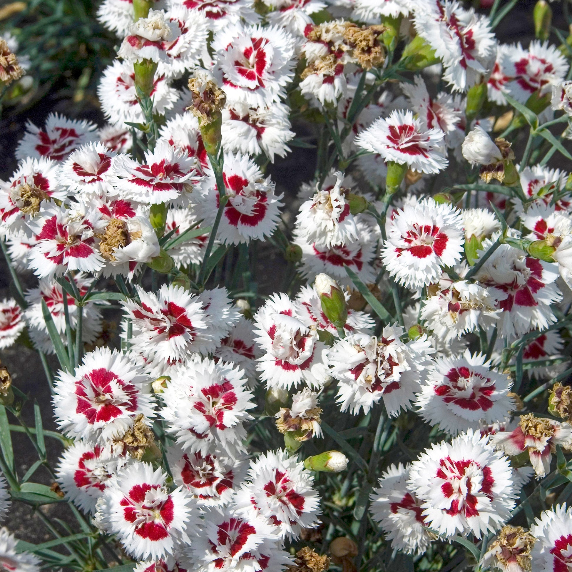 Fransen-Nelke (x2) - Dianthus spiculifolius - Bakker