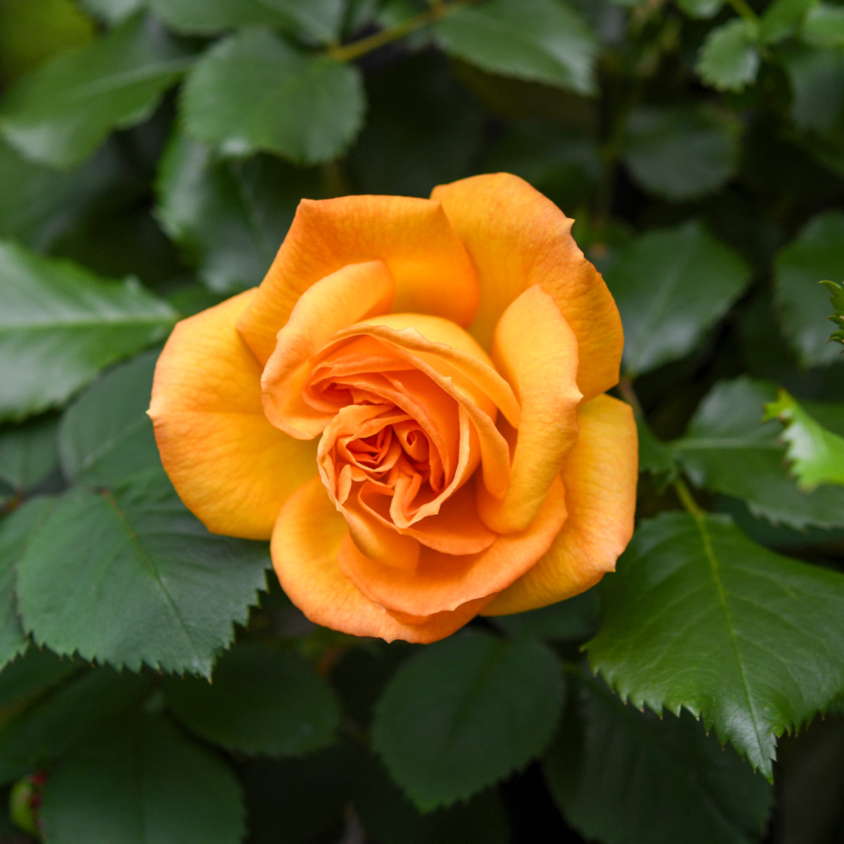 Buschrose Whisky - Rosa whisky - Bakker