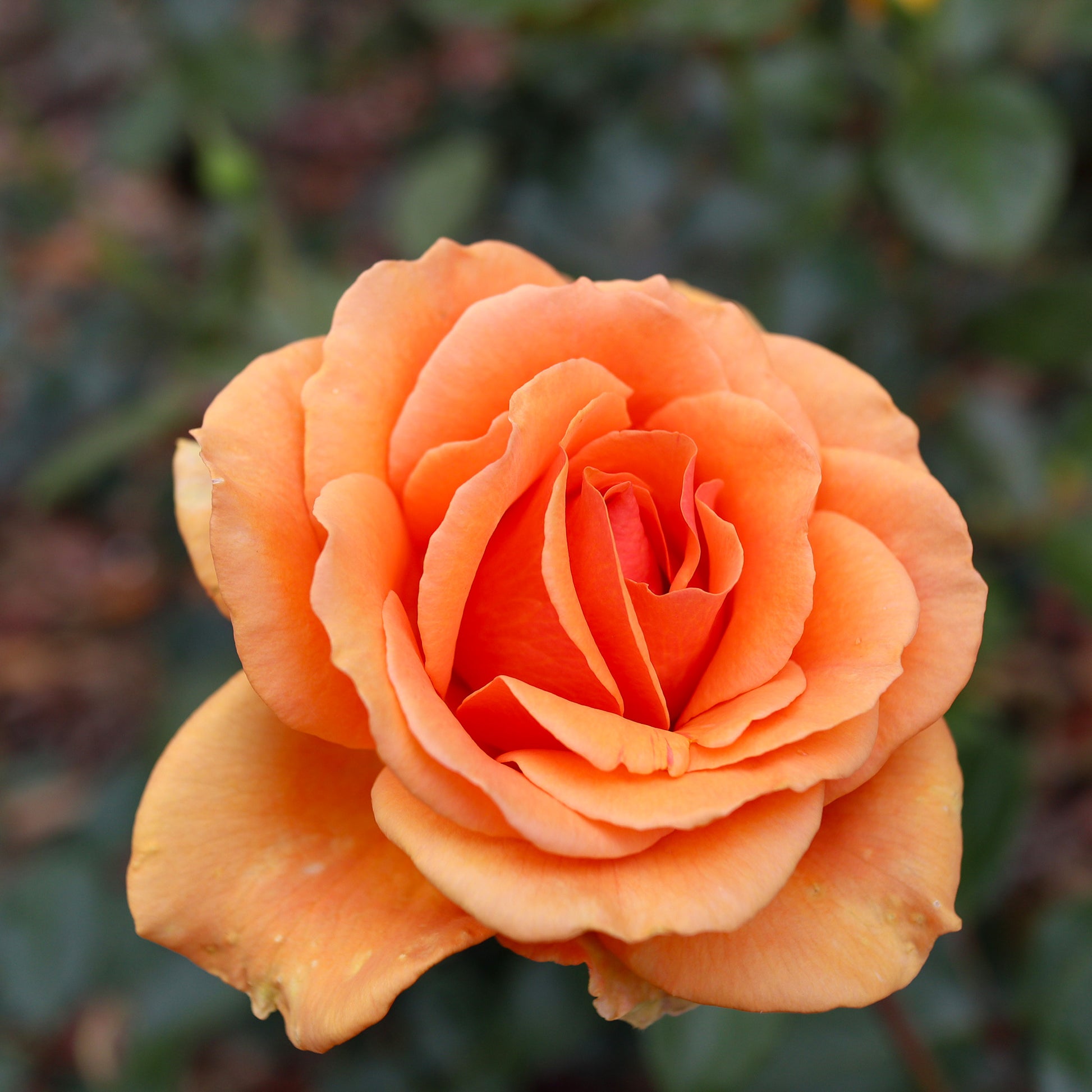 Strauchrosen Mischung - Rosen - Nackte Wurzeln - Bakker