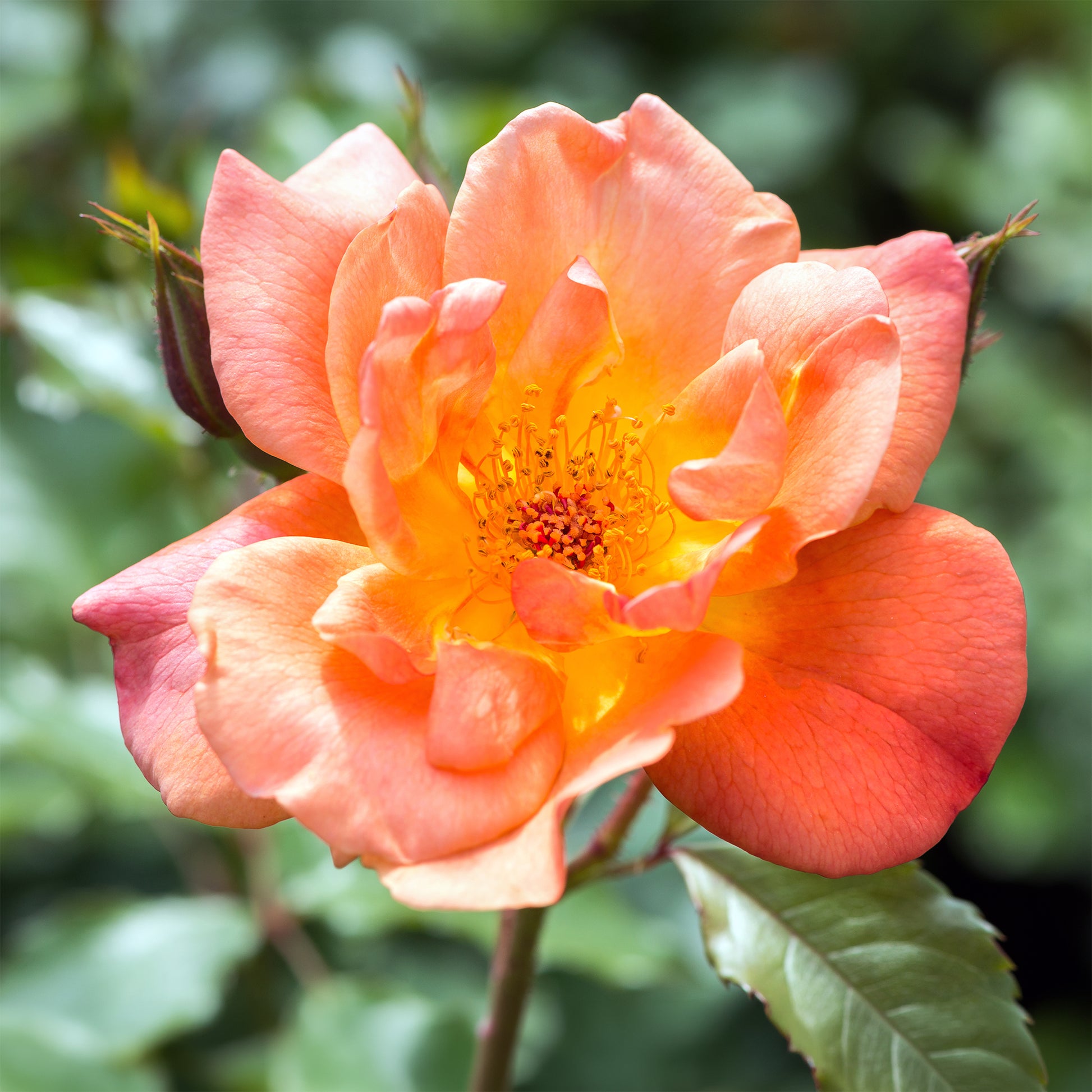 Verkauf Strauchrose Westerland - Rosa Westerland®