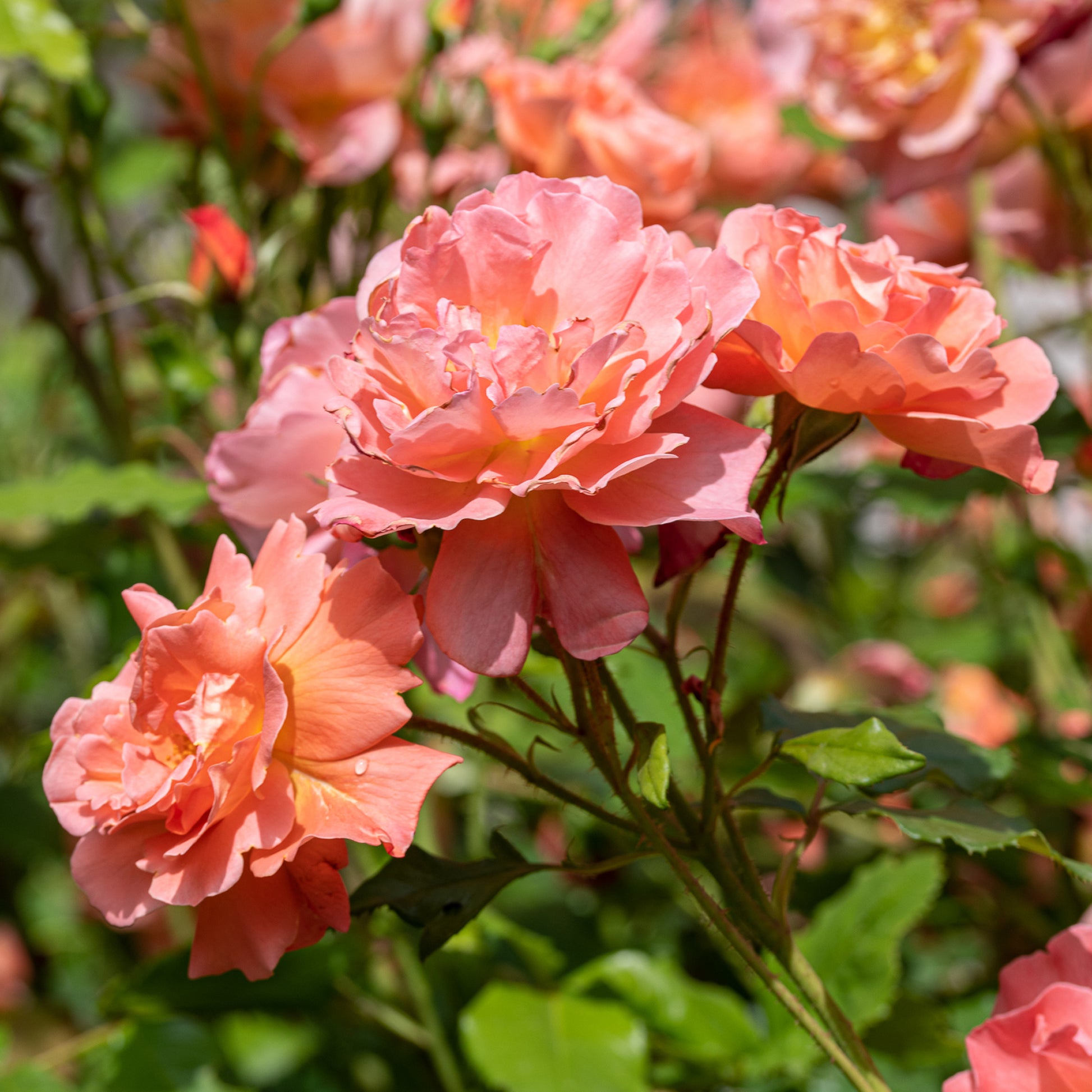 Strauchrose Westerland - Bakker