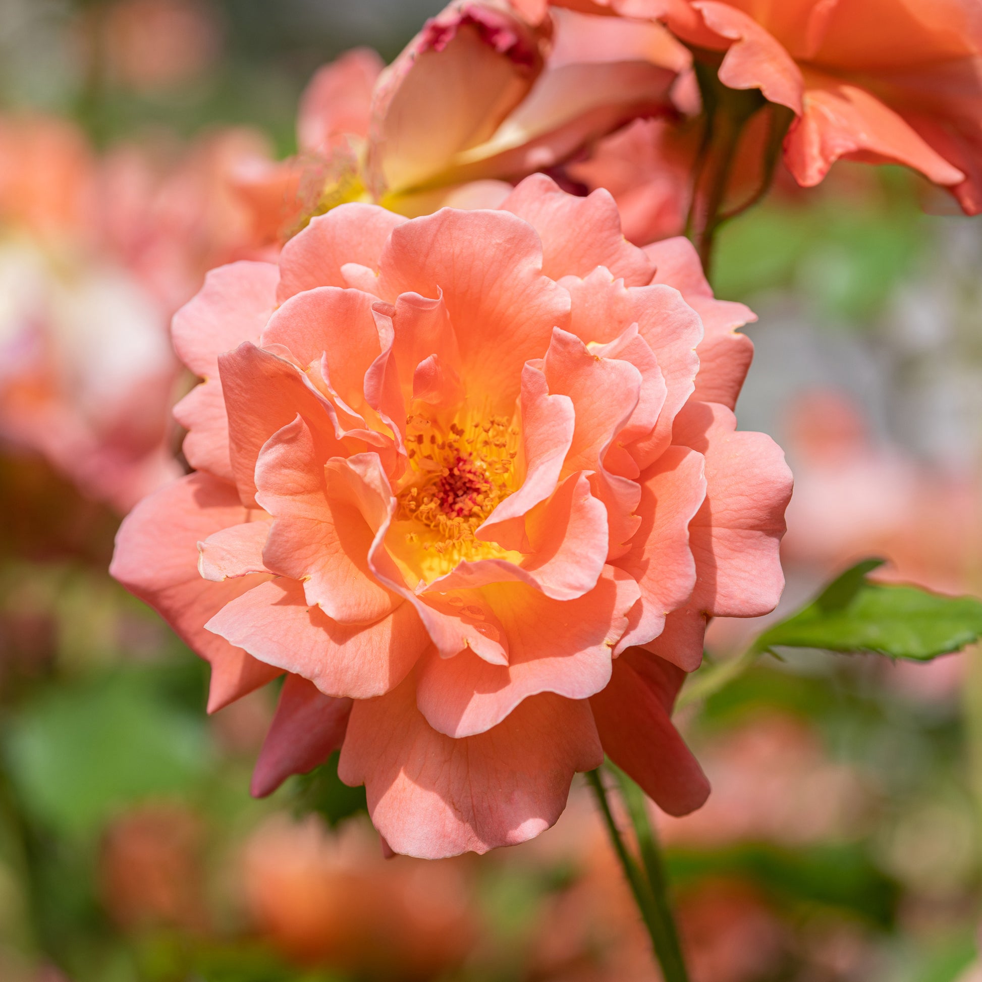 Verkauf Strauchrose Westerland
