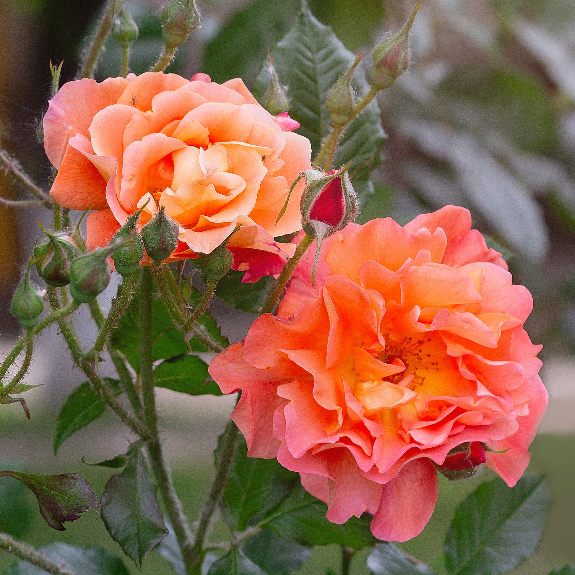 Rosen - Nackte Wurzeln - Strauchrose Westerland - Rosa Westerland®