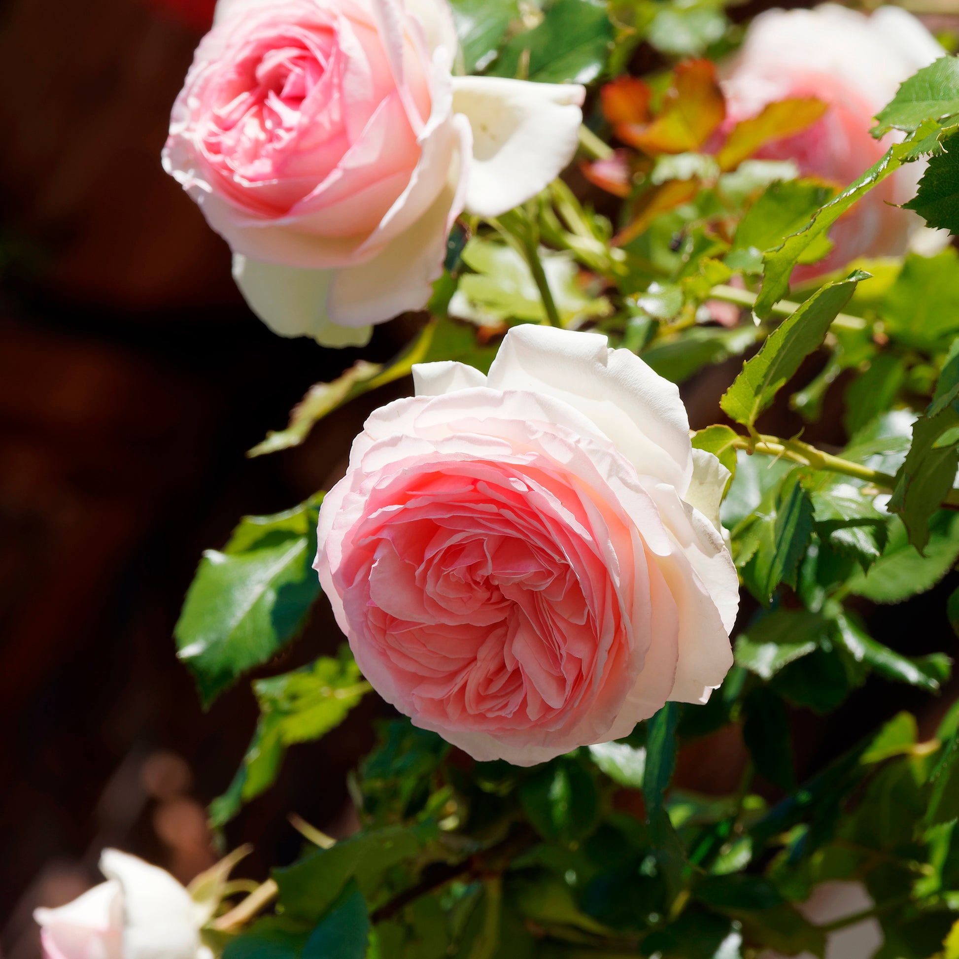 Kletterrose ‘Pierre de Ronsard®’ - Kletterrosen - Bakker