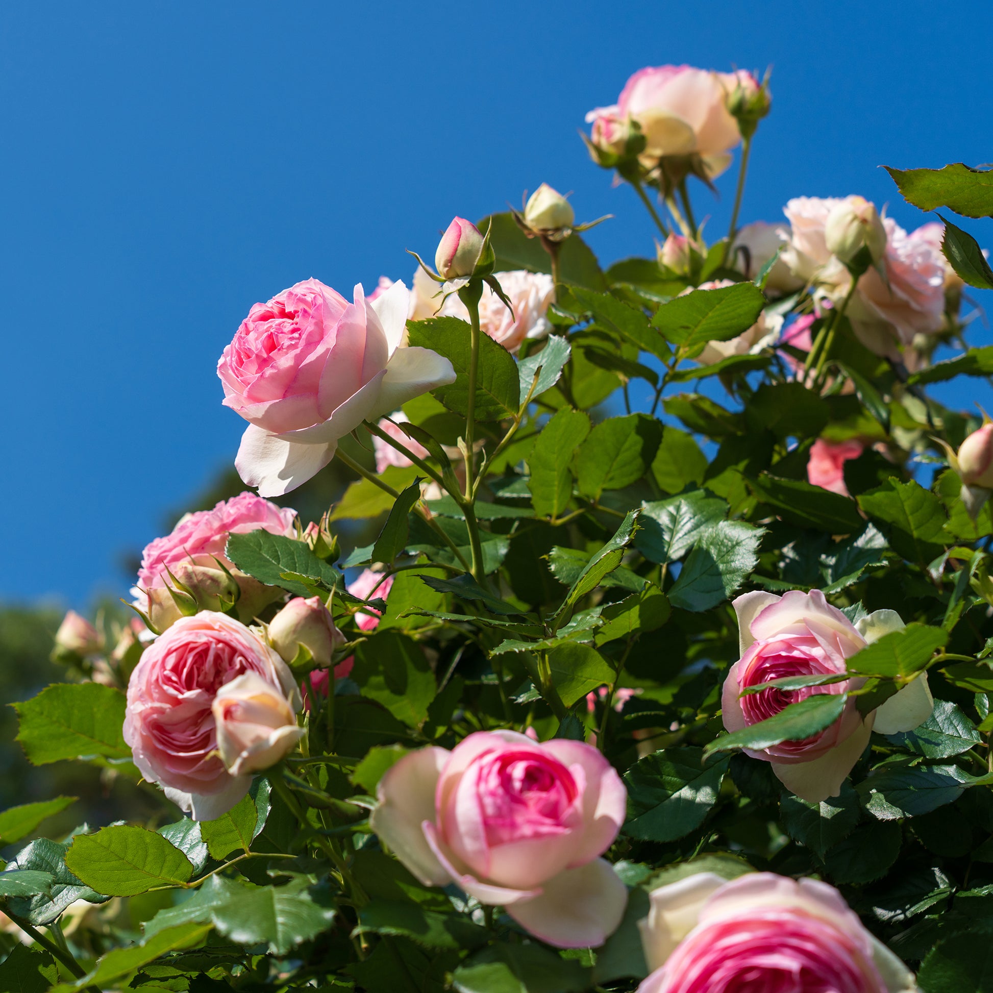 Verkauf Kletterrose ‘Pierre de Ronsard®’ - Rosa grimpant Pierre de Ronsard® Meiviolin