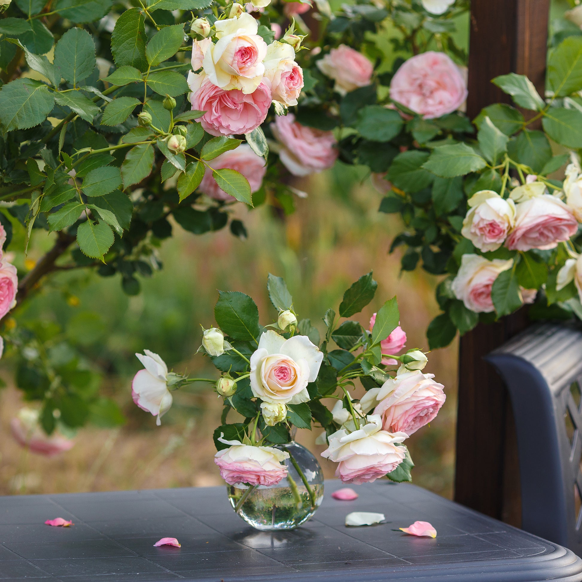 Verkauf Kletterrose ‘Pierre de Ronsard®’ - Kletterrosen