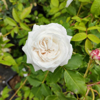 Strauchrose ‘Boule de Neige’ - Rosa boule de neige - Bakker