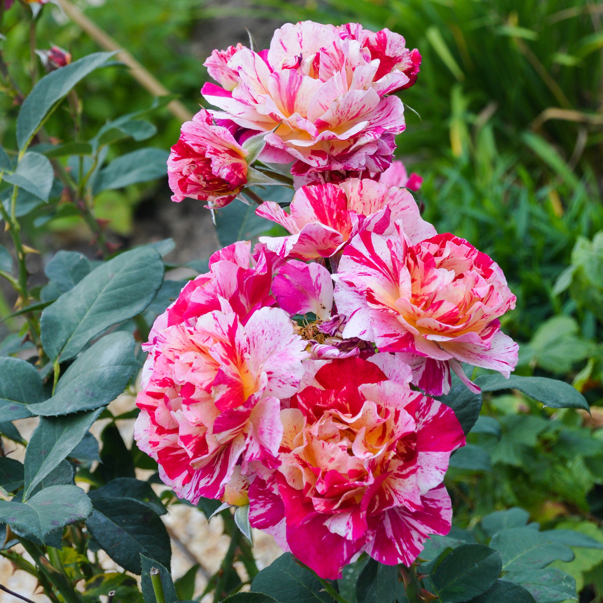 Rosa Ferdinand Pichard - Historische Rose Ferdinand Pichard (Bourbon) - Rosen - Nackte Wurzeln
