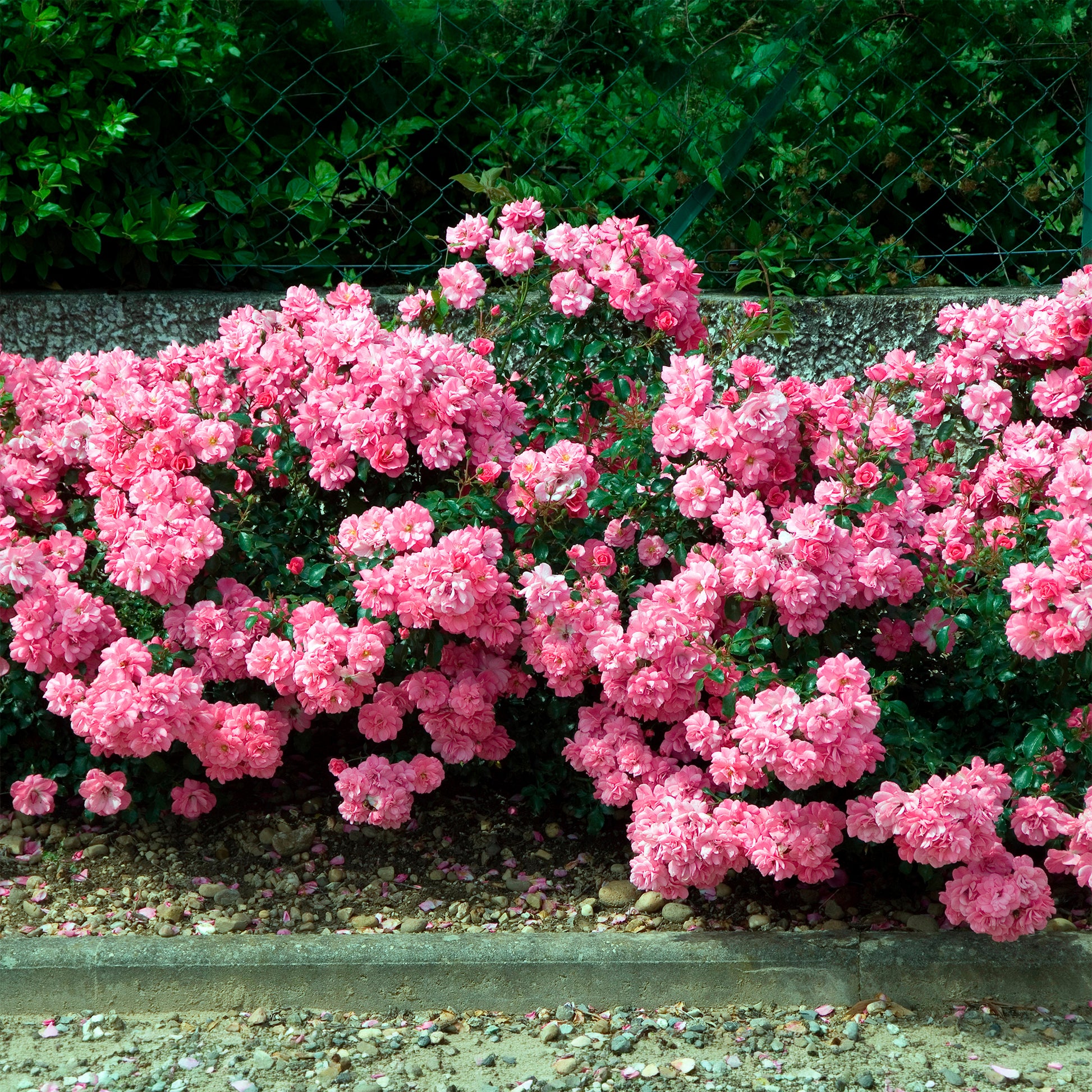 Bodendeckerrosen Mirato ® - Bodendeckerrosen - Bakker