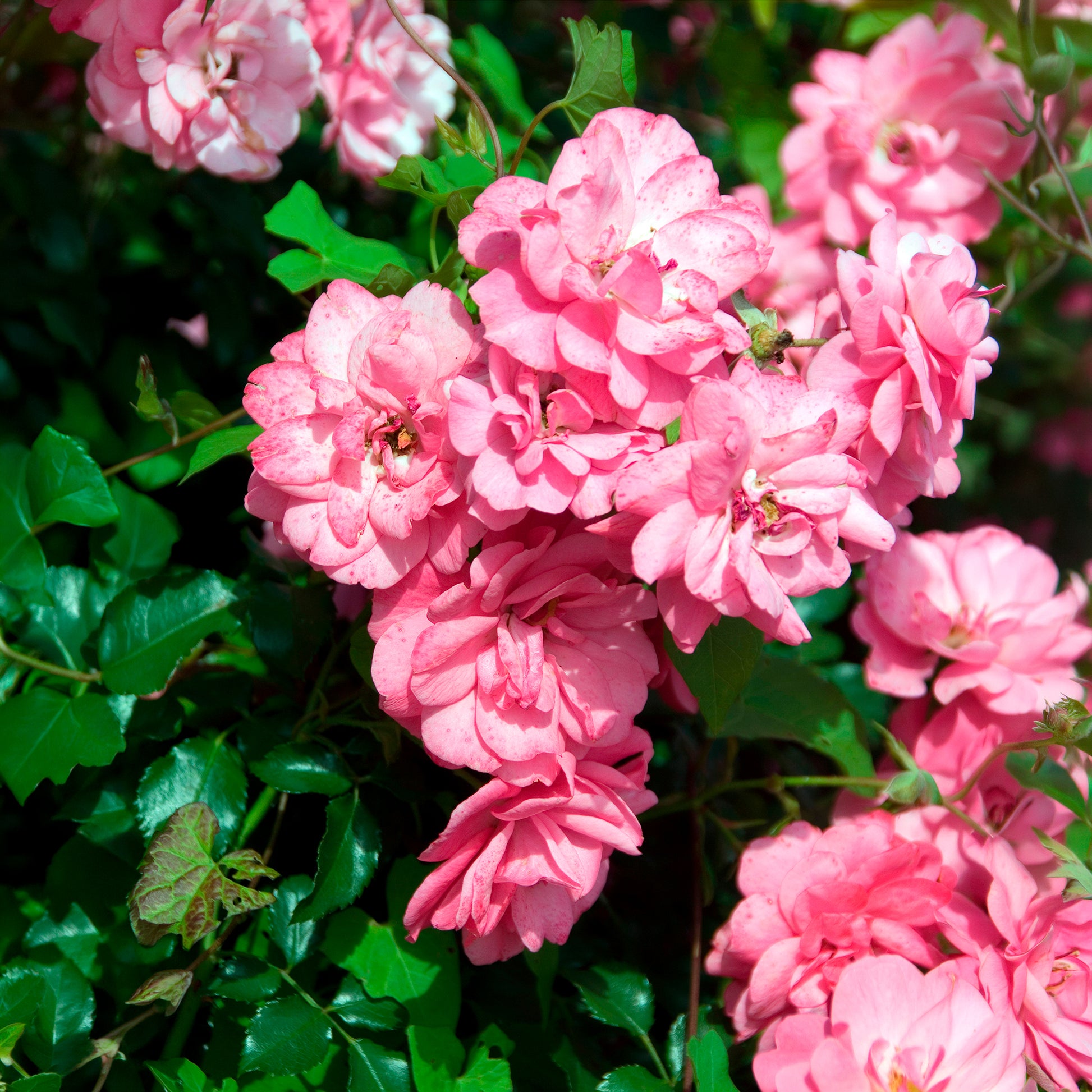 Verkauf Bodendeckerrosen Mirato ® - Bodendeckerrosen