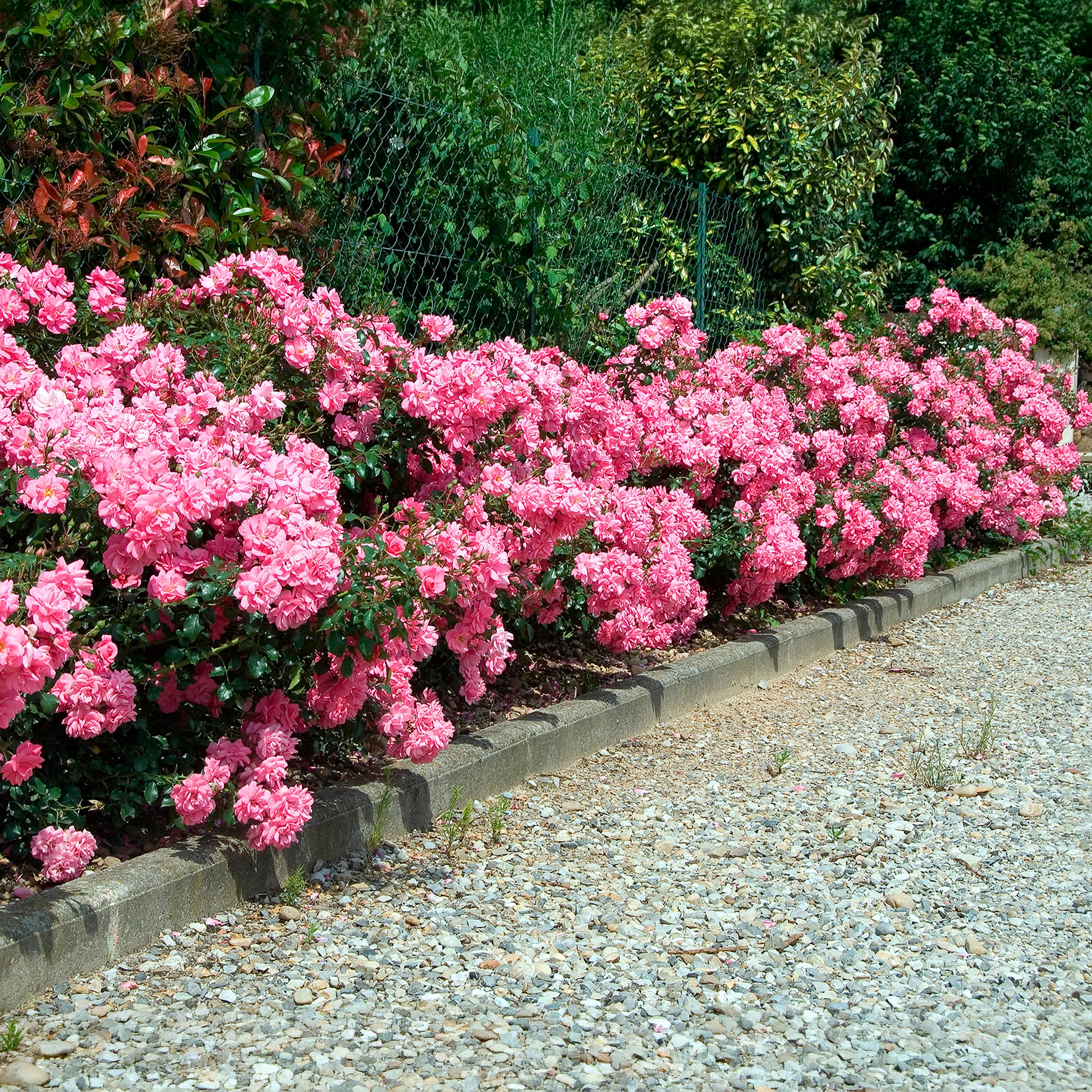 Bodendeckerrosen Mirato ® - Bakker