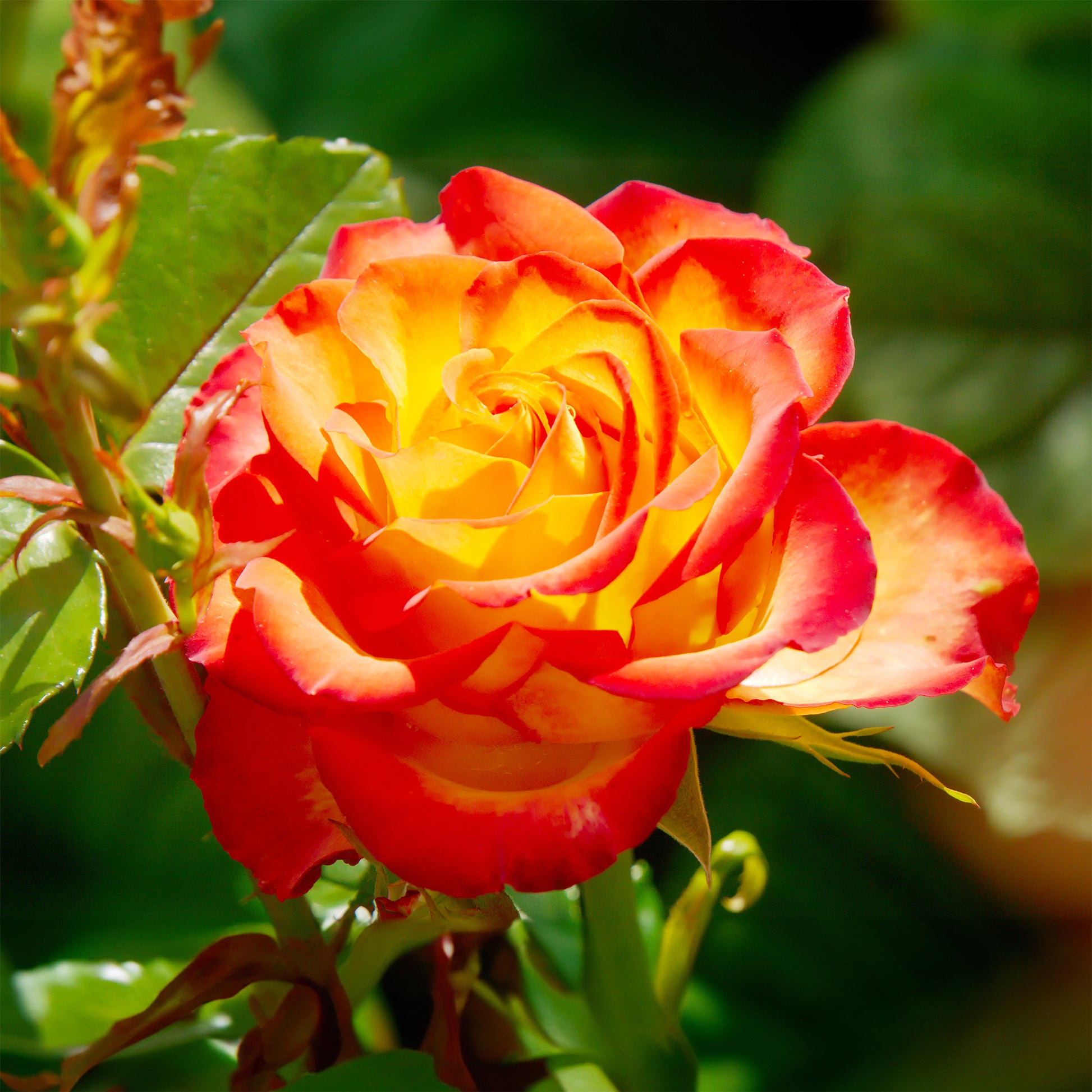 Zweifarbige Strauchrose - Rosa - Bakker