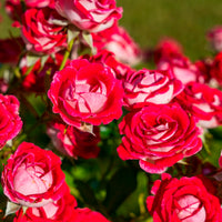 Strauchrose Osiria - Rosa Osiria - Bakker