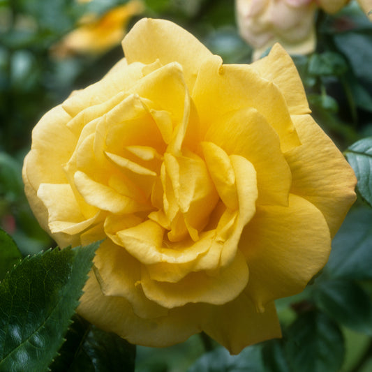 Strauchrose China Town - Bakker