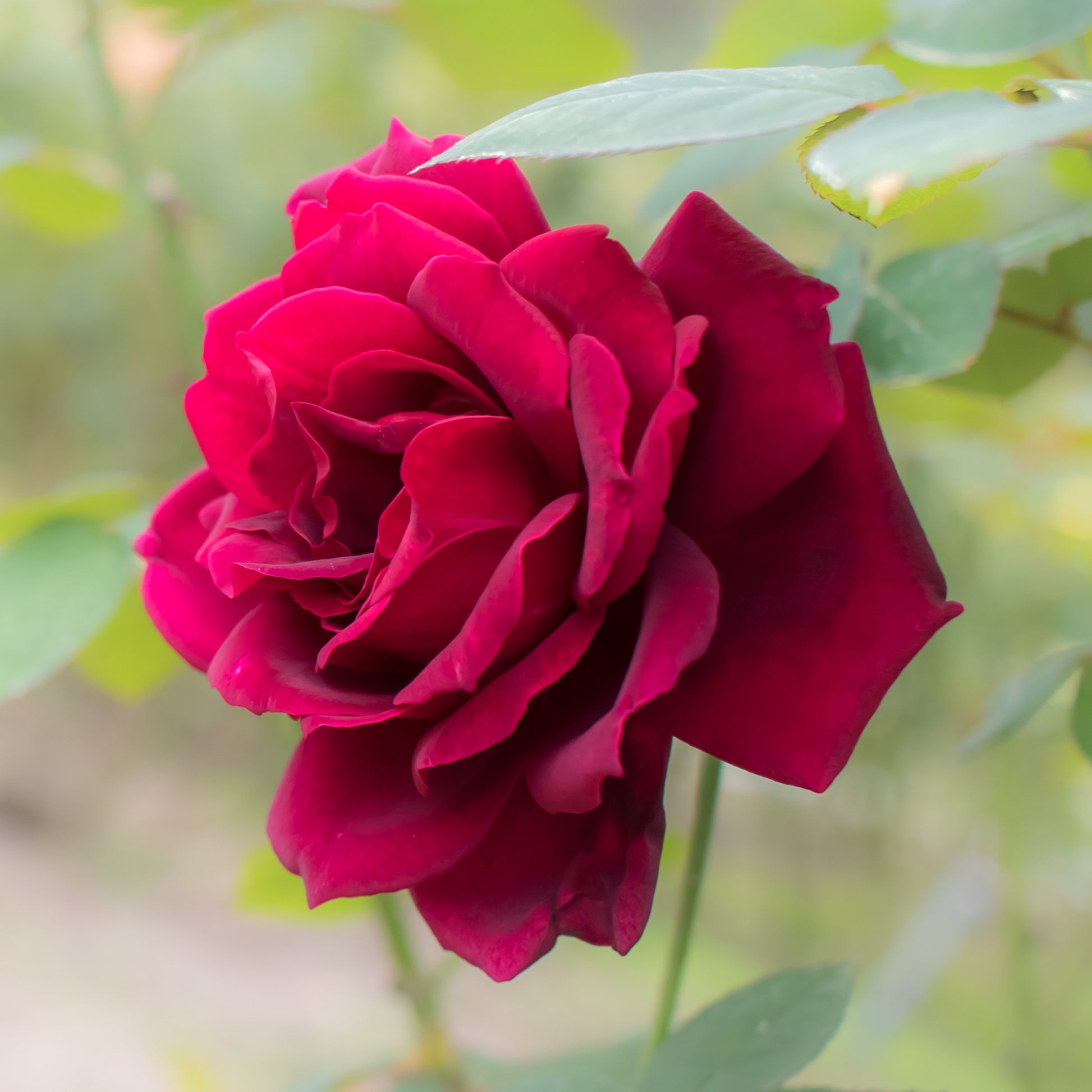 Edelrose Oklahoma - Rosa oklahoma - Bakker