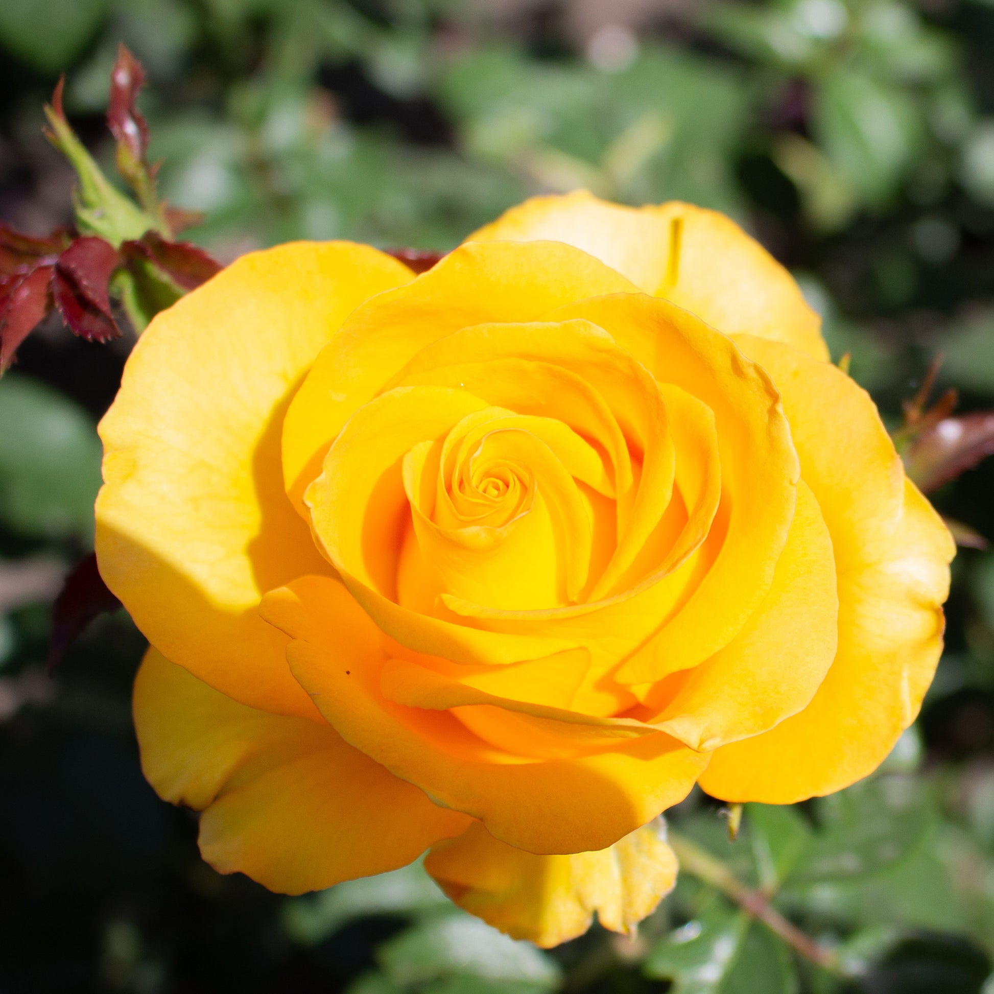 Rose ‘Hadangel’ - Rosa hadangel - Bakker