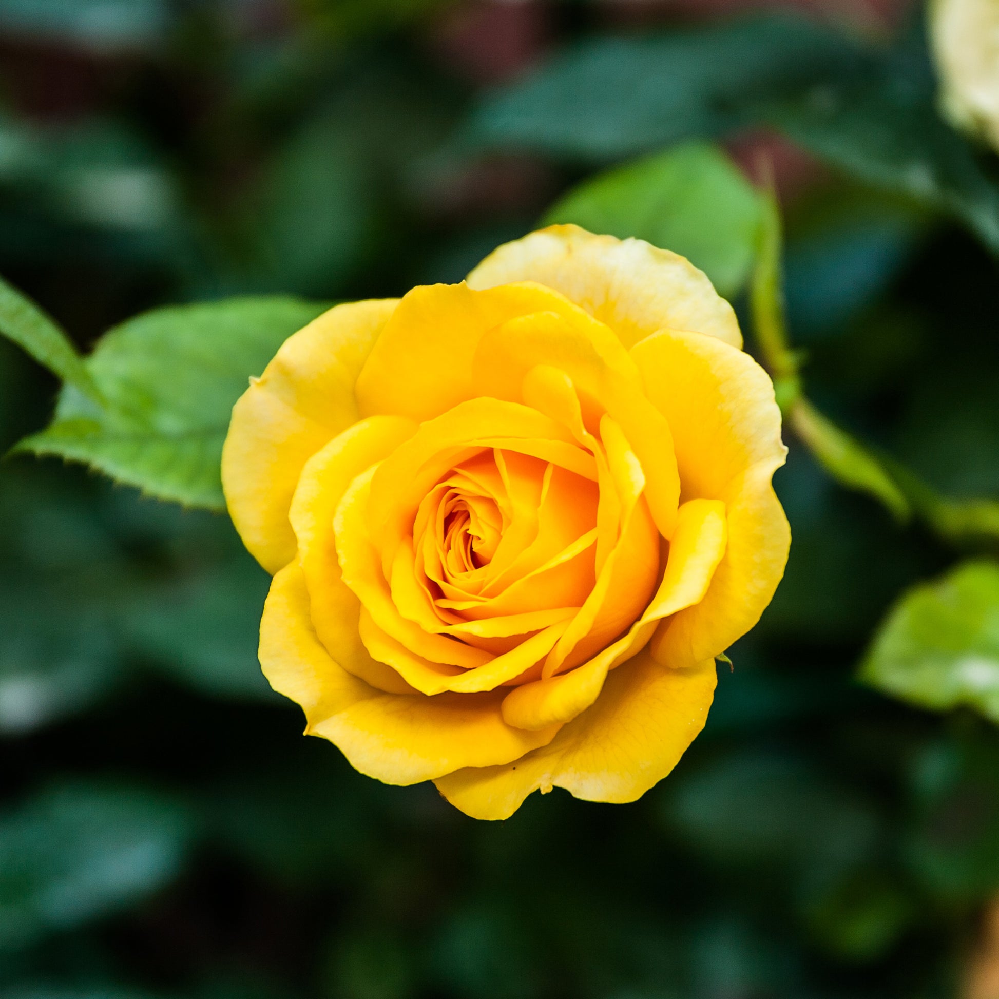 Rose ‘Hadangel’ - Bakker