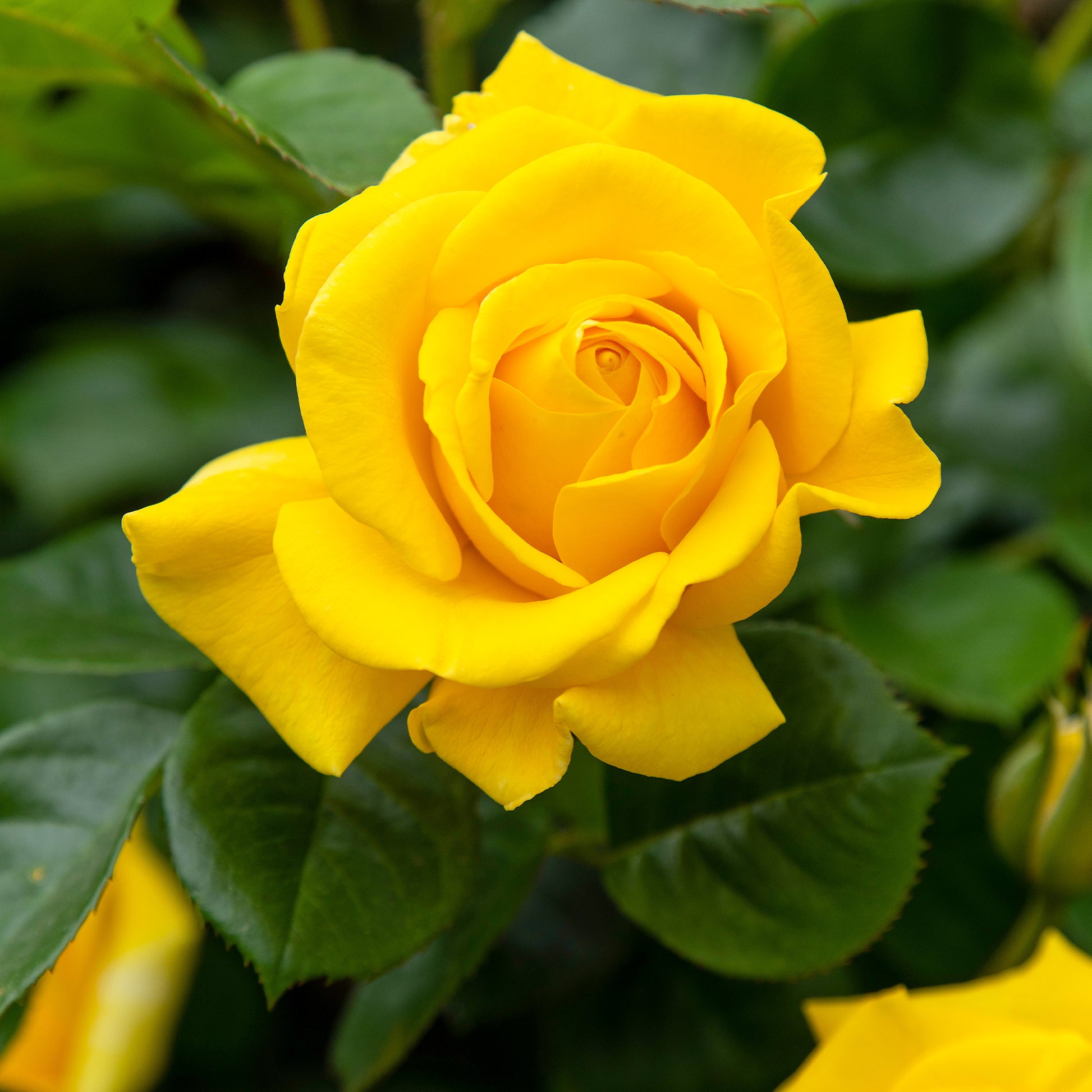 Rosa hadangel - Rose ‘Hadangel’ - Rosen - Nackte Wurzeln