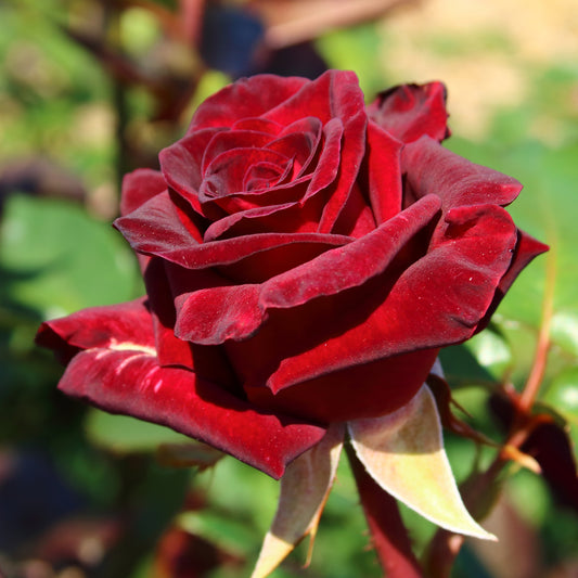 Strauchrose Black Baccara ® Meidebenne - Bakker