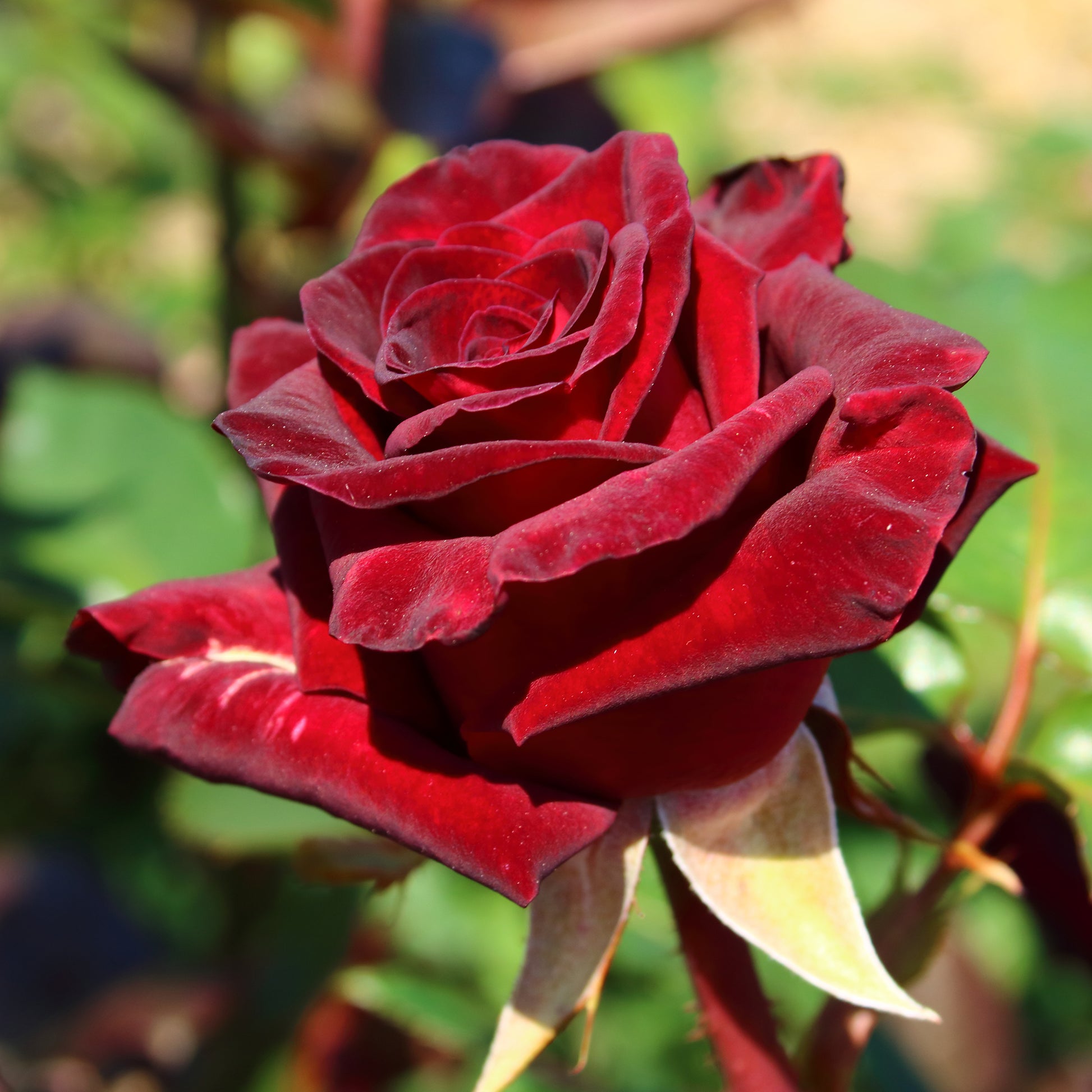 Strauchrose Black Baccara ® Meidebenne - Bakker