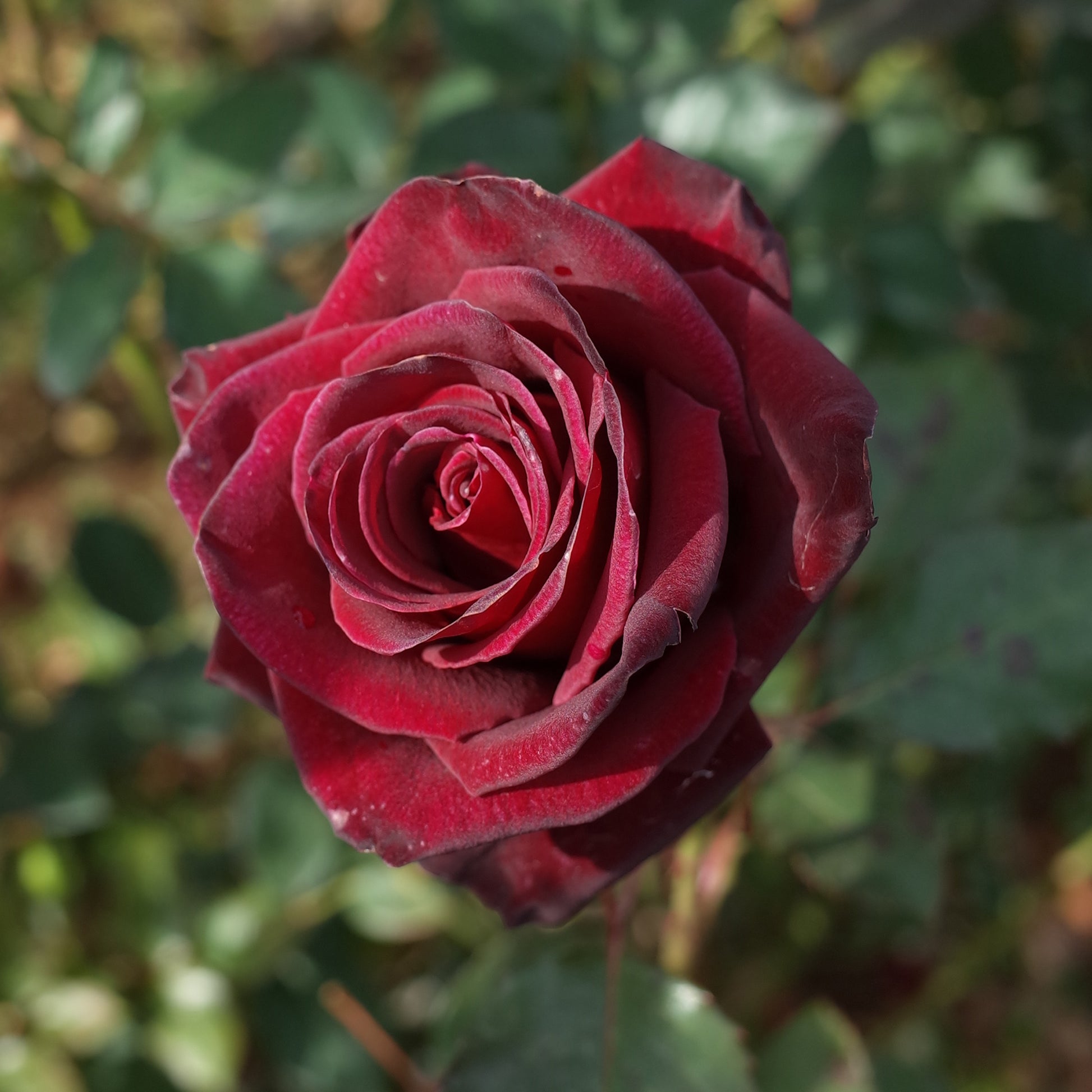 Verkauf Strauchrose Black Baccara ® Meidebenne - Rosa Black Baccara ®