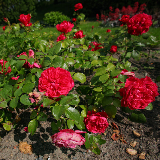 Floribunda-Rose Red Leonardo da Vinci ® Meiangele - Bakker