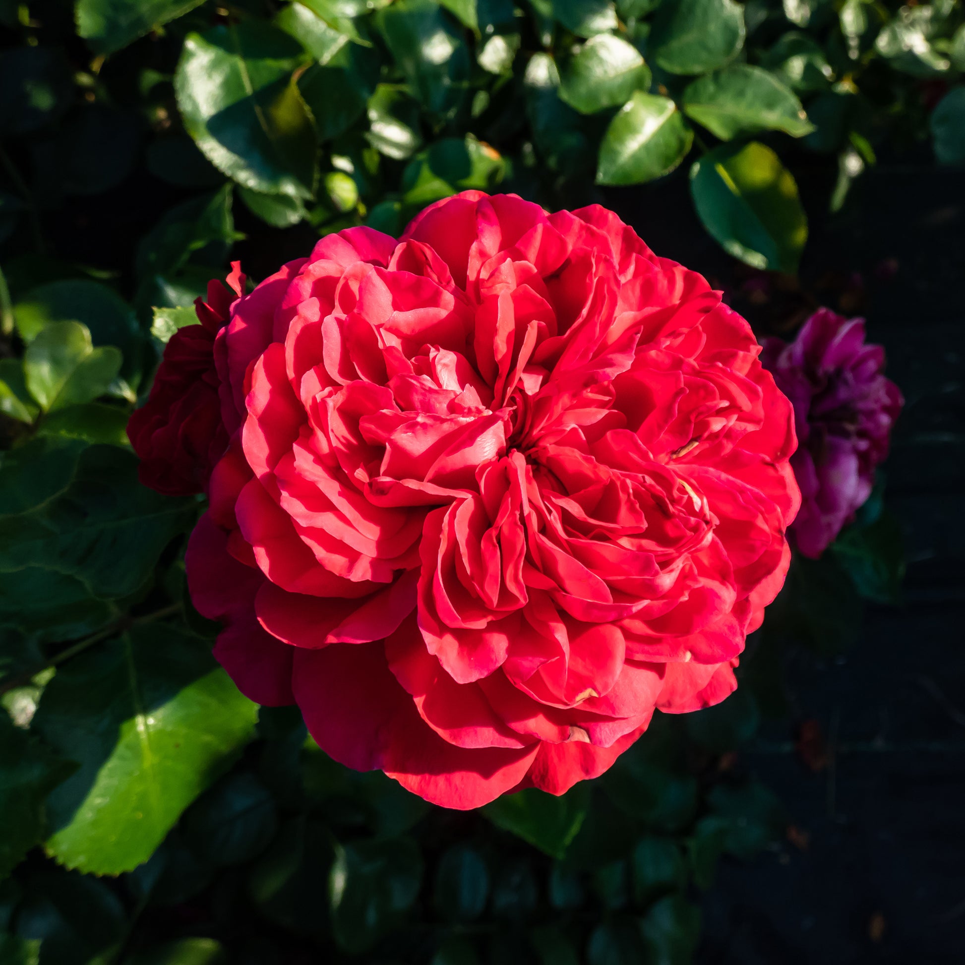 Rosen - Floribunda-Rose Red Leonardo da Vinci ® Meiangele - Rosa floribunda Red Leonardo Da Vinci ® Meiangele