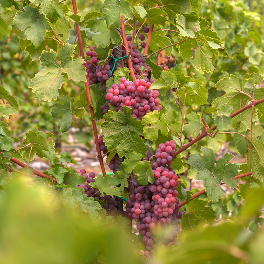Tafeltraube ‘Chasselas Rose’ - Bakker