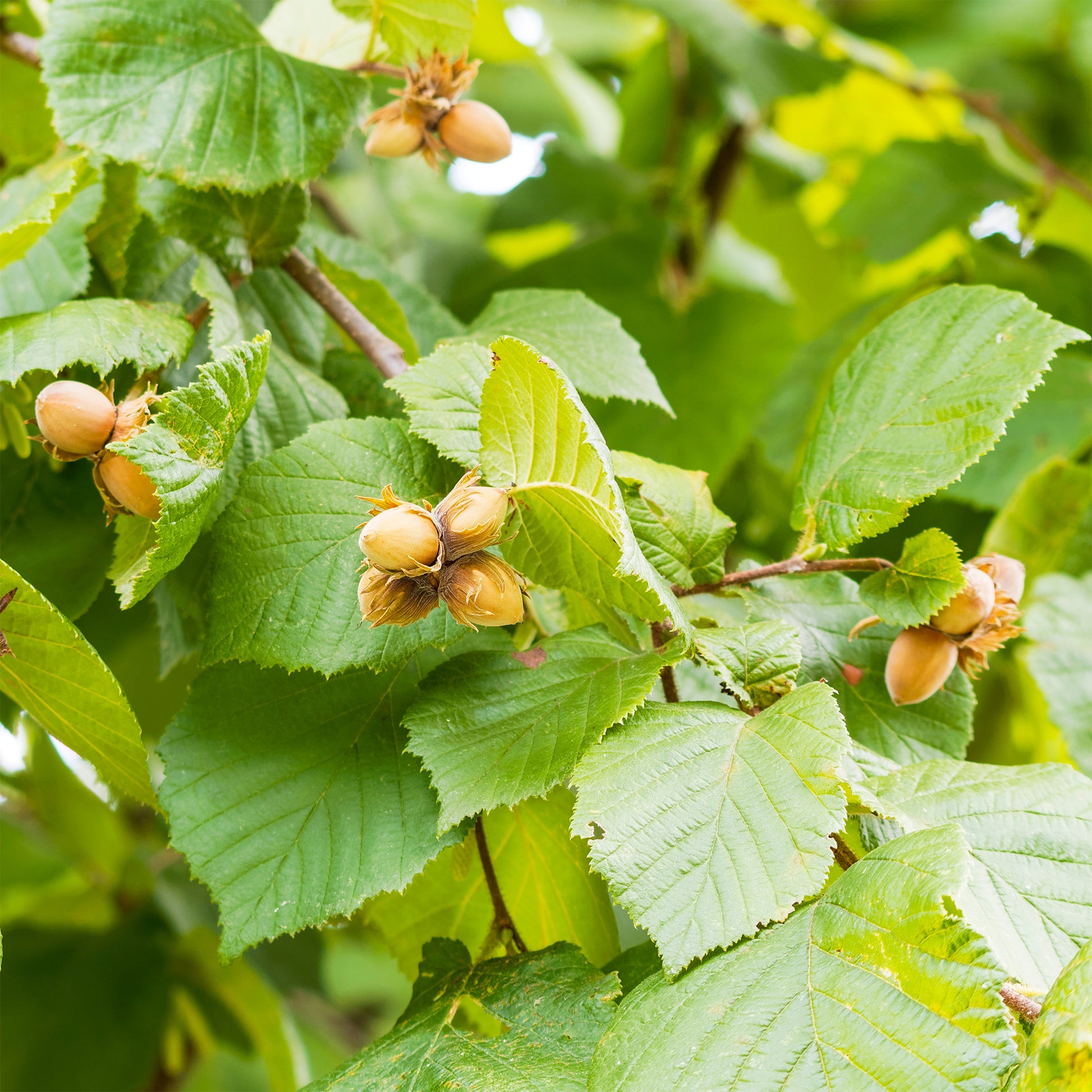 Haselnuss - Haselnuss - Corylus avellana