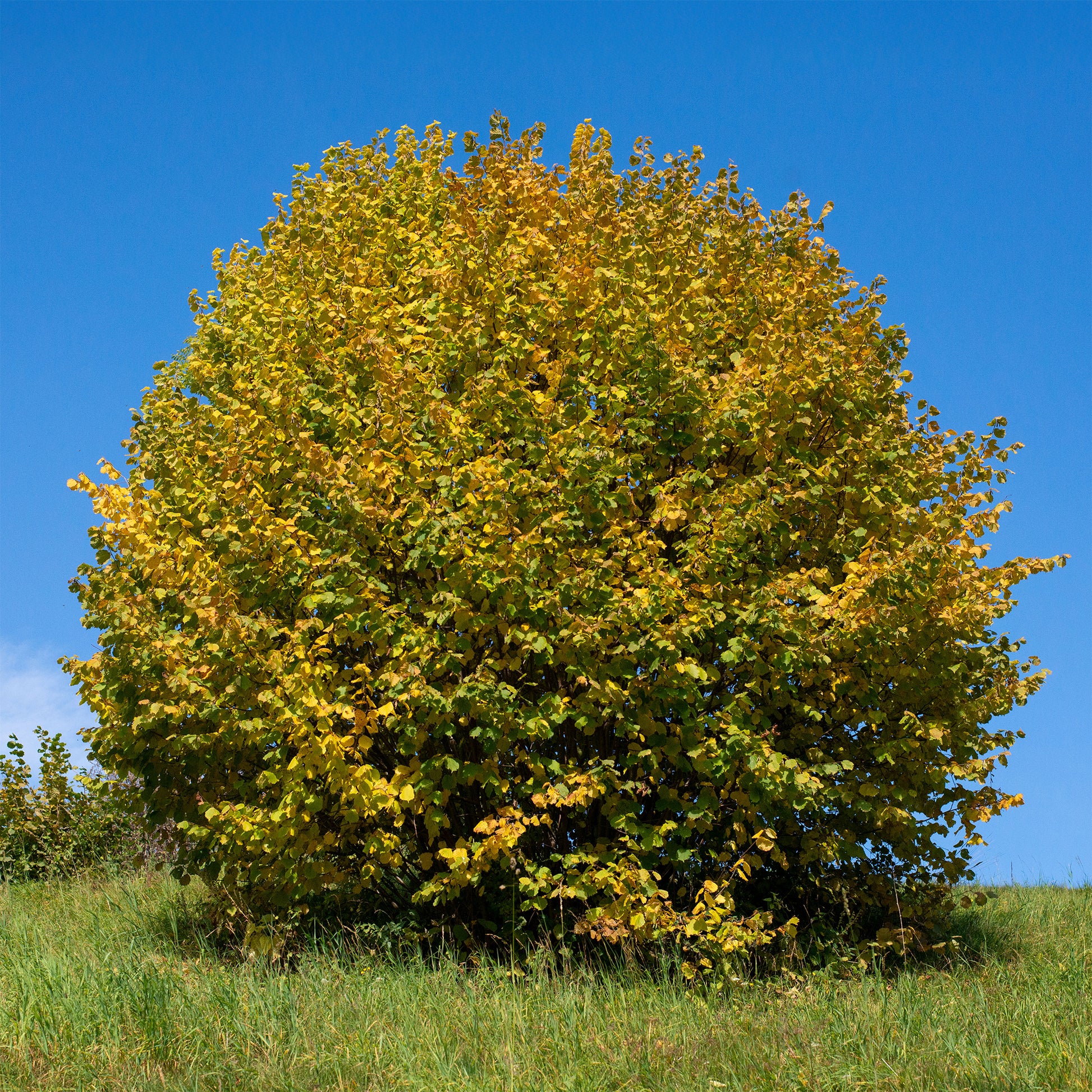 Haselnuss - Corylus avellana - Bakker