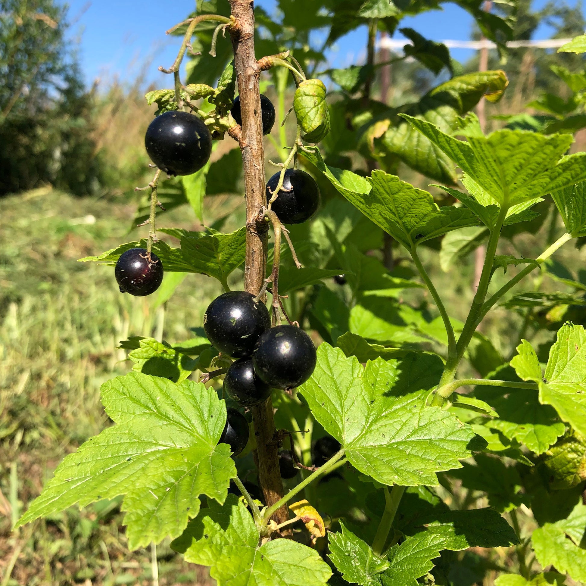 Schwarze Johannisbeeren - Schwarze Johannisbeere Andega - Ribes nigrum 'andega'