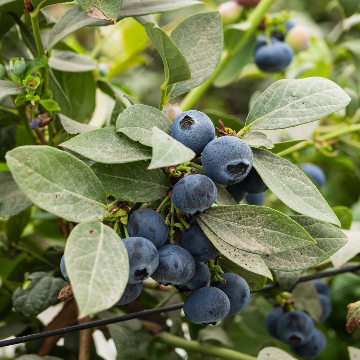 Vaccinium corymbosum Vitaminos - Heidelbeere Vitaminos - Heidelbeeren