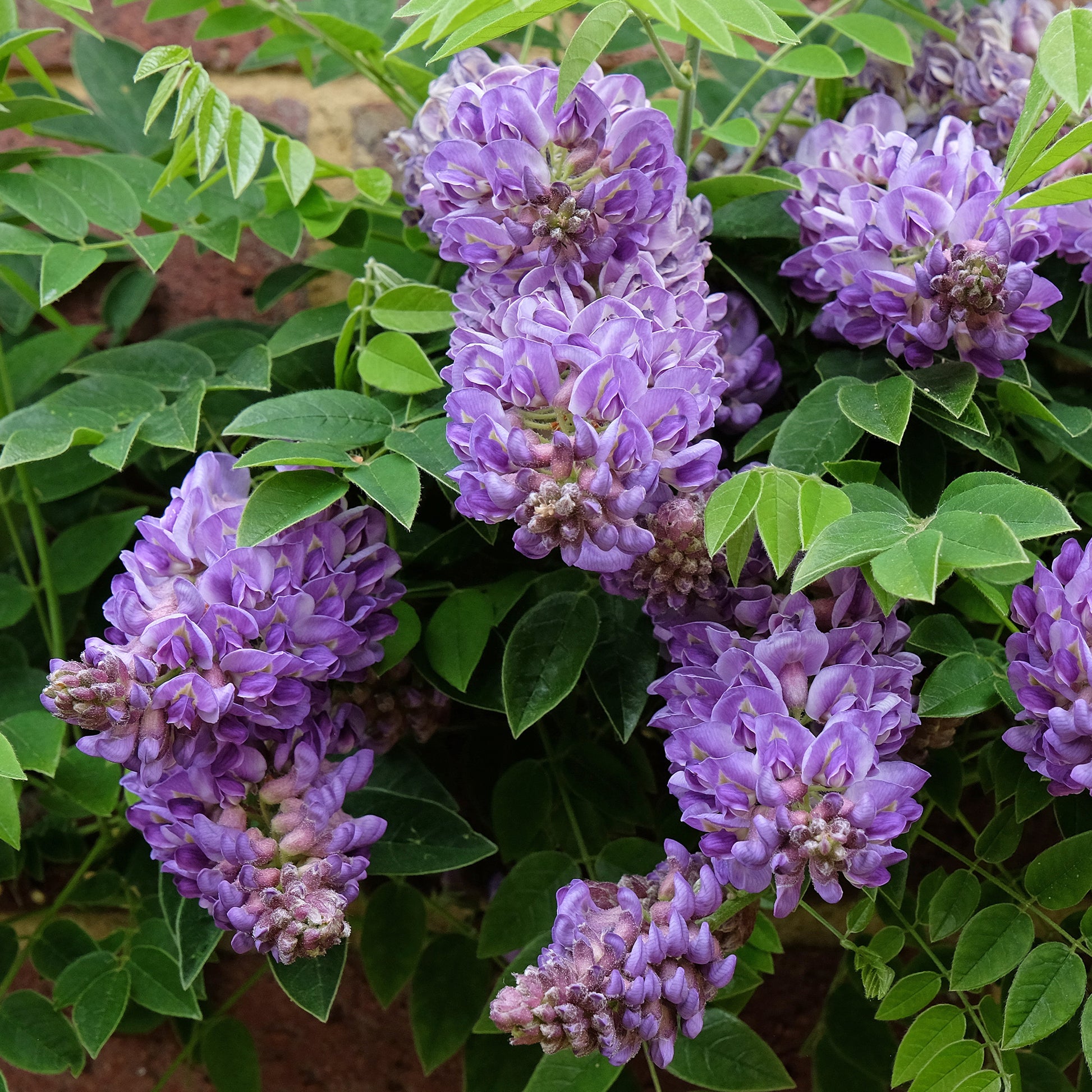 Wisteria frutescens Longwood Purple - Amerikanischer Blauregen ‘Longwood Purple’ - Glyzinien