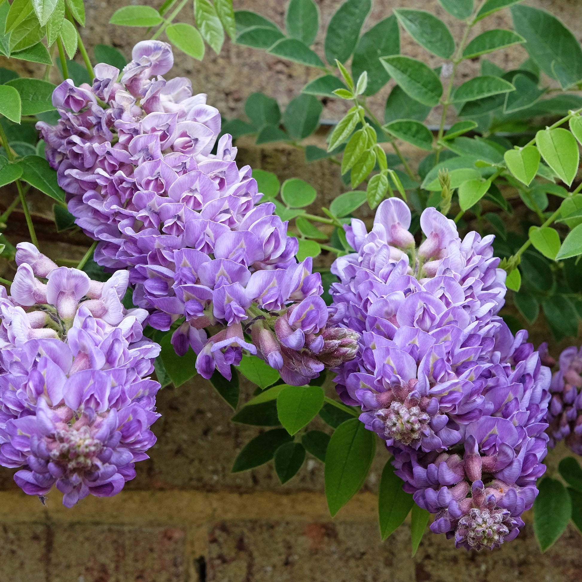 Amerikanischer Blauregen ‘Longwood Purple’ - Wisteria frutescens Longwood Purple - Bakker