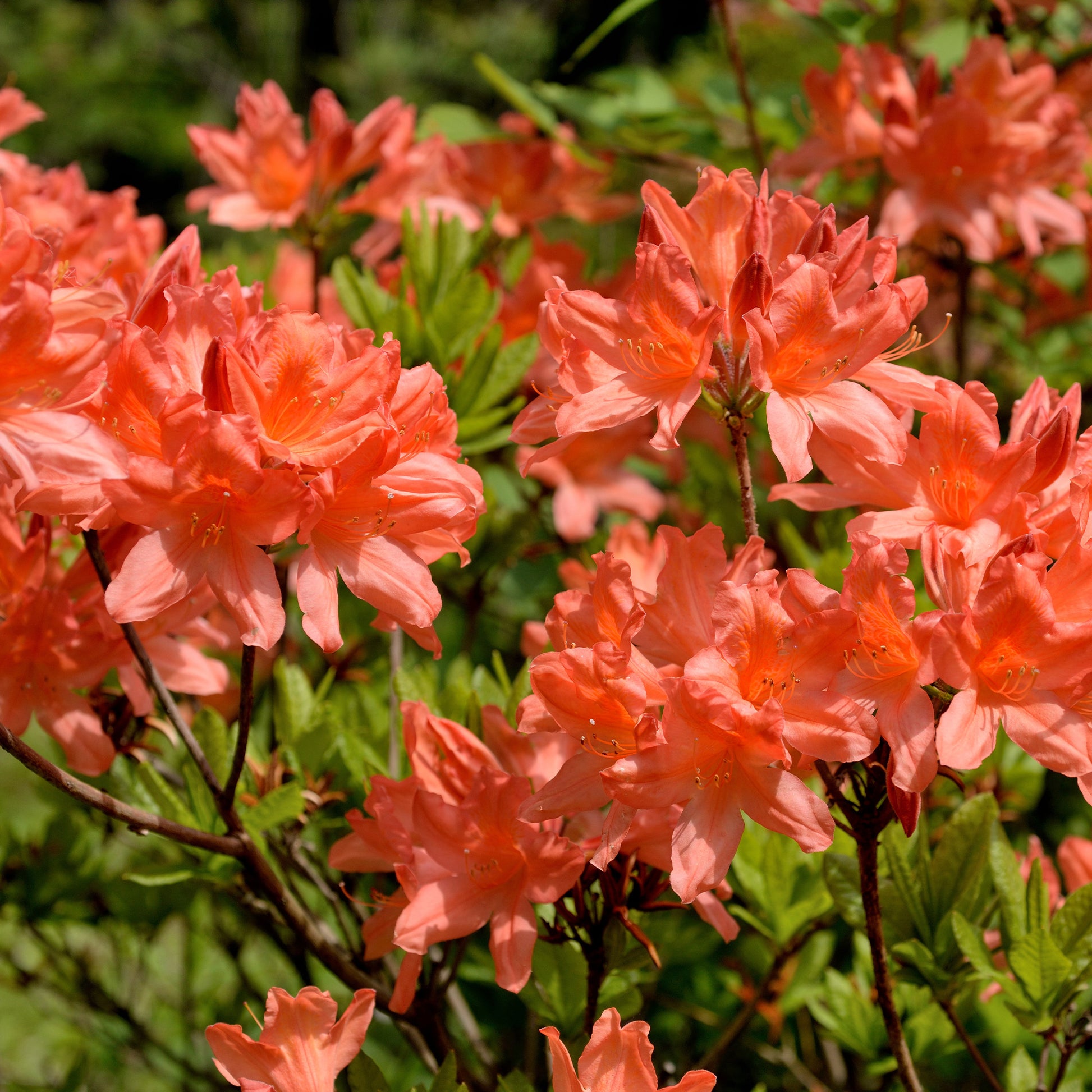 Mollis Azalee orangerot - Rhododendron (azalea x Knapp Hill) Fireball - Bakker