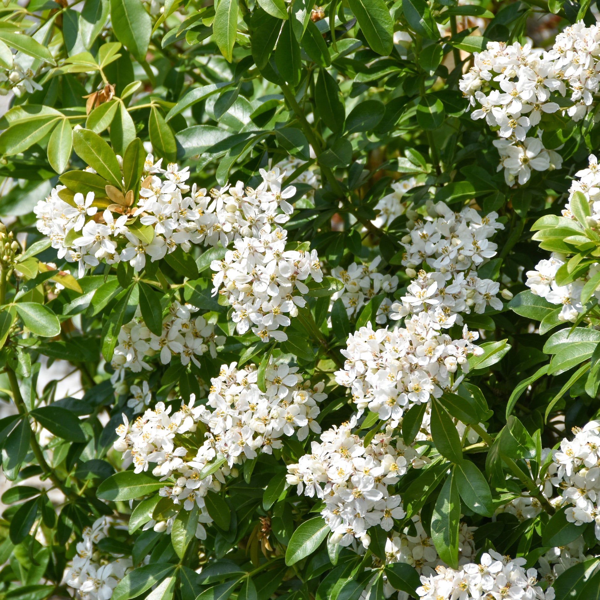 Orangenblume - Choisya ternata - Bakker