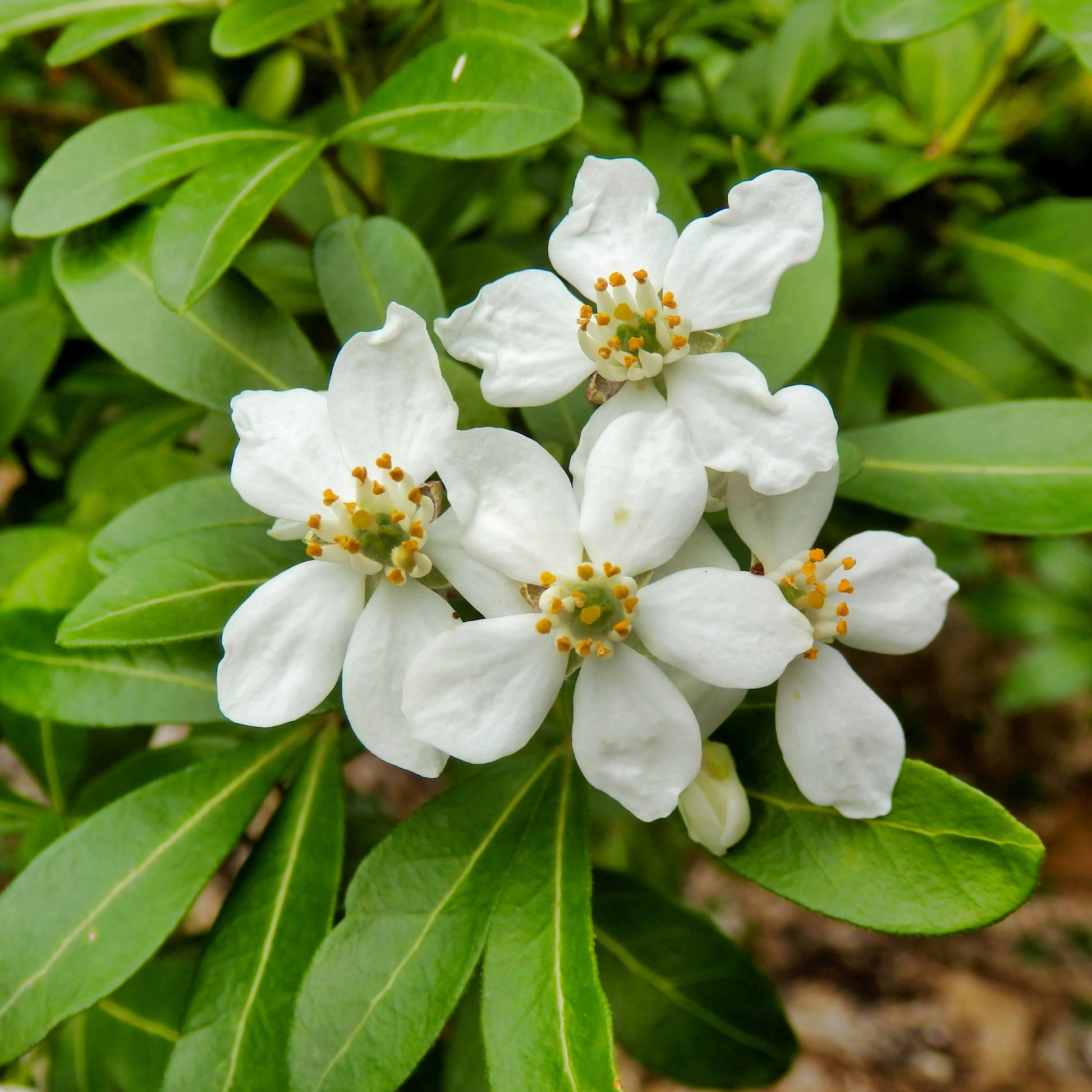 Choisya ternata - Orangenblume - Balkonsträucher