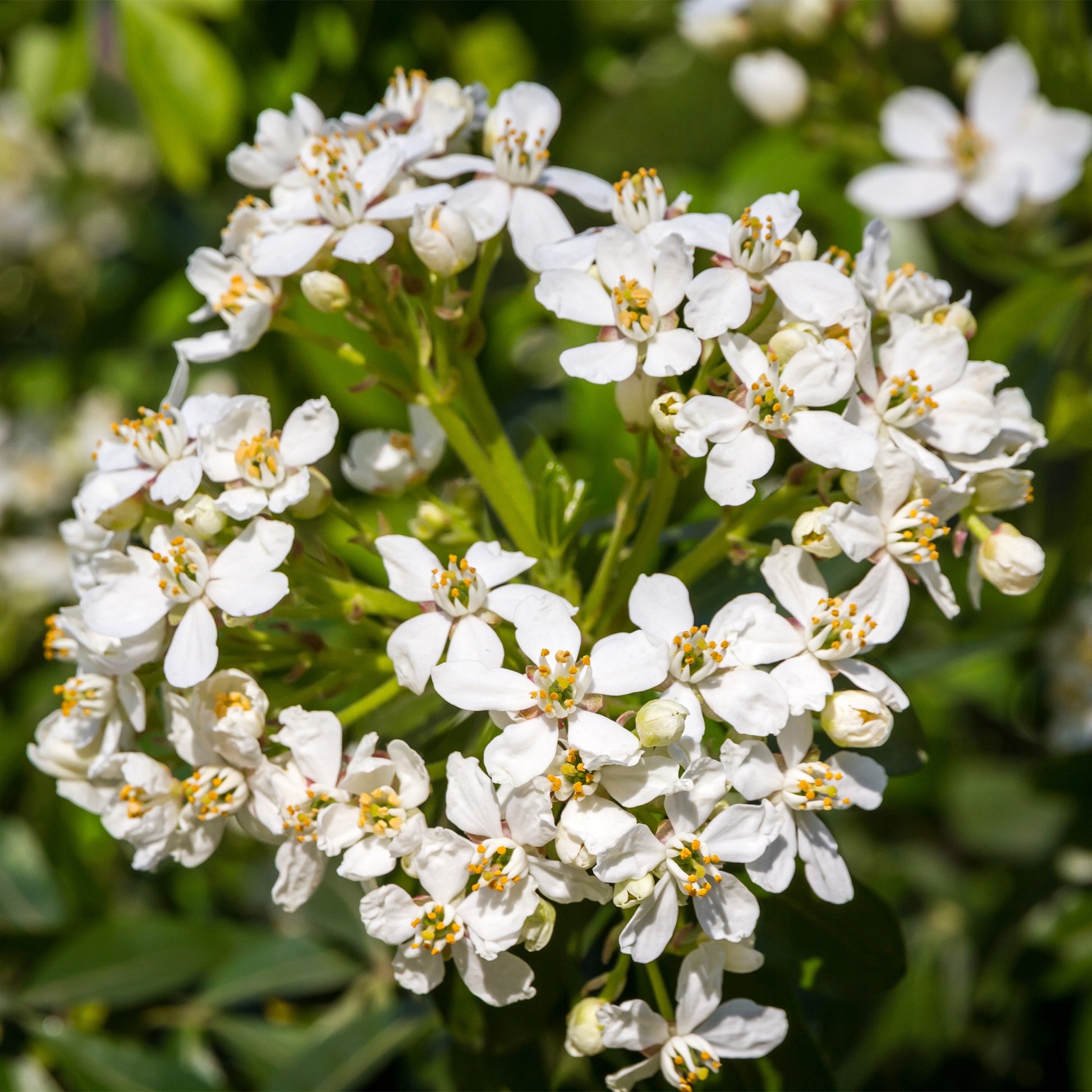 Orangenblume - Balkonsträucher - Bakker