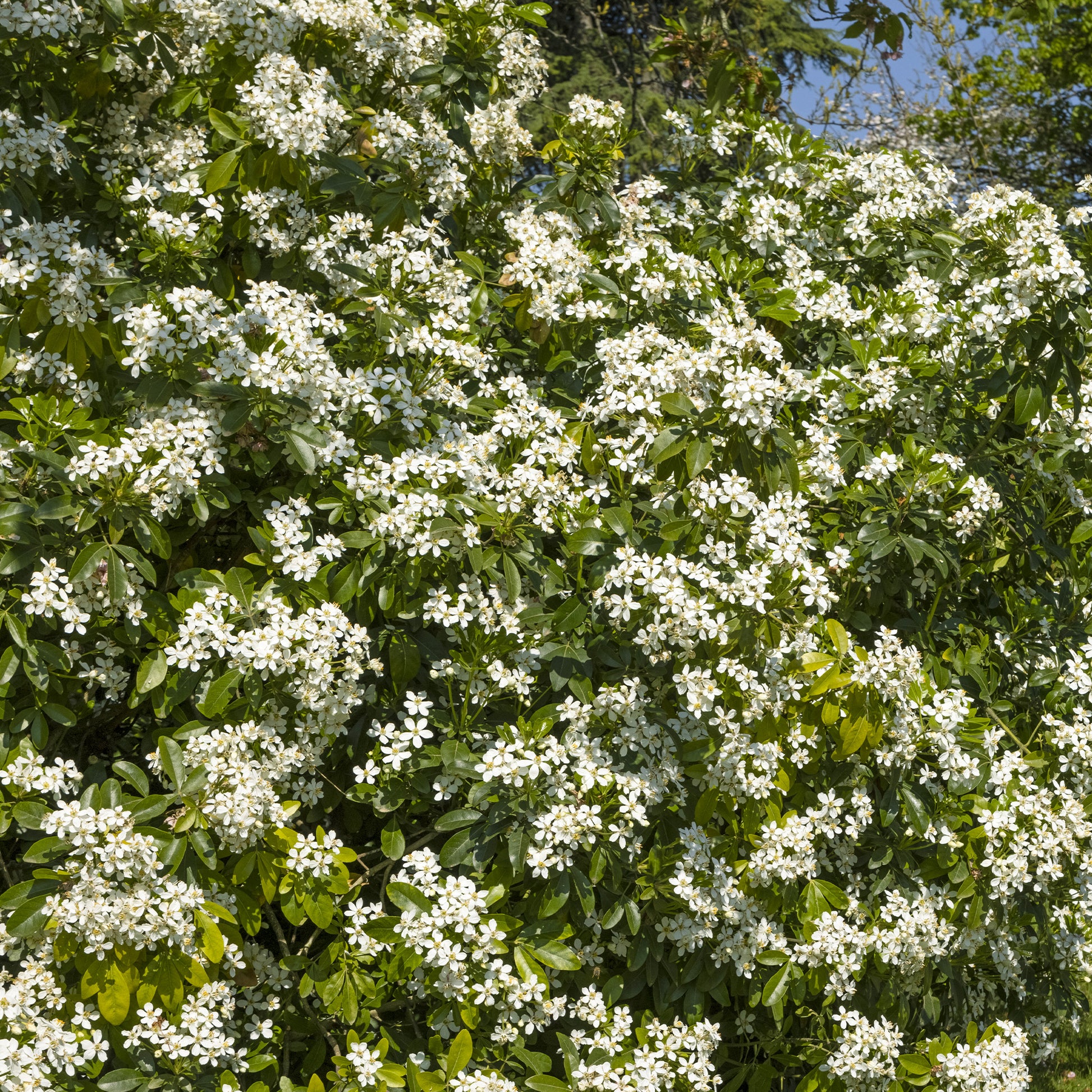 Balkonsträucher - Orangenblume - Choisya ternata